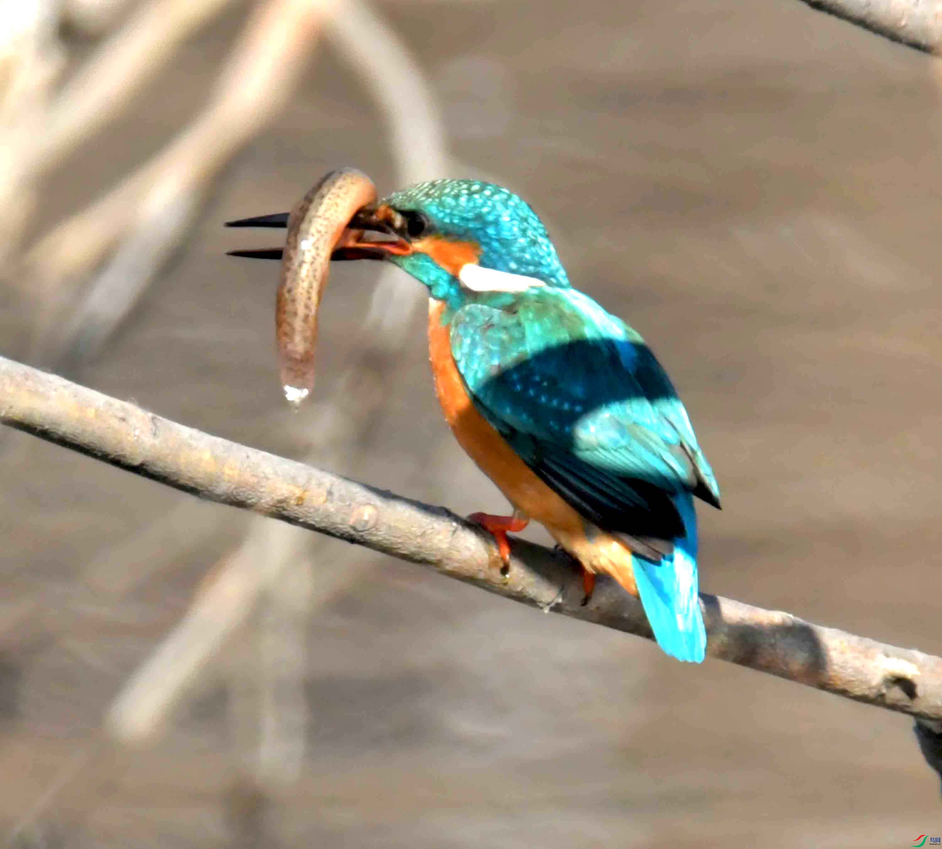 DSC_3999.JPG