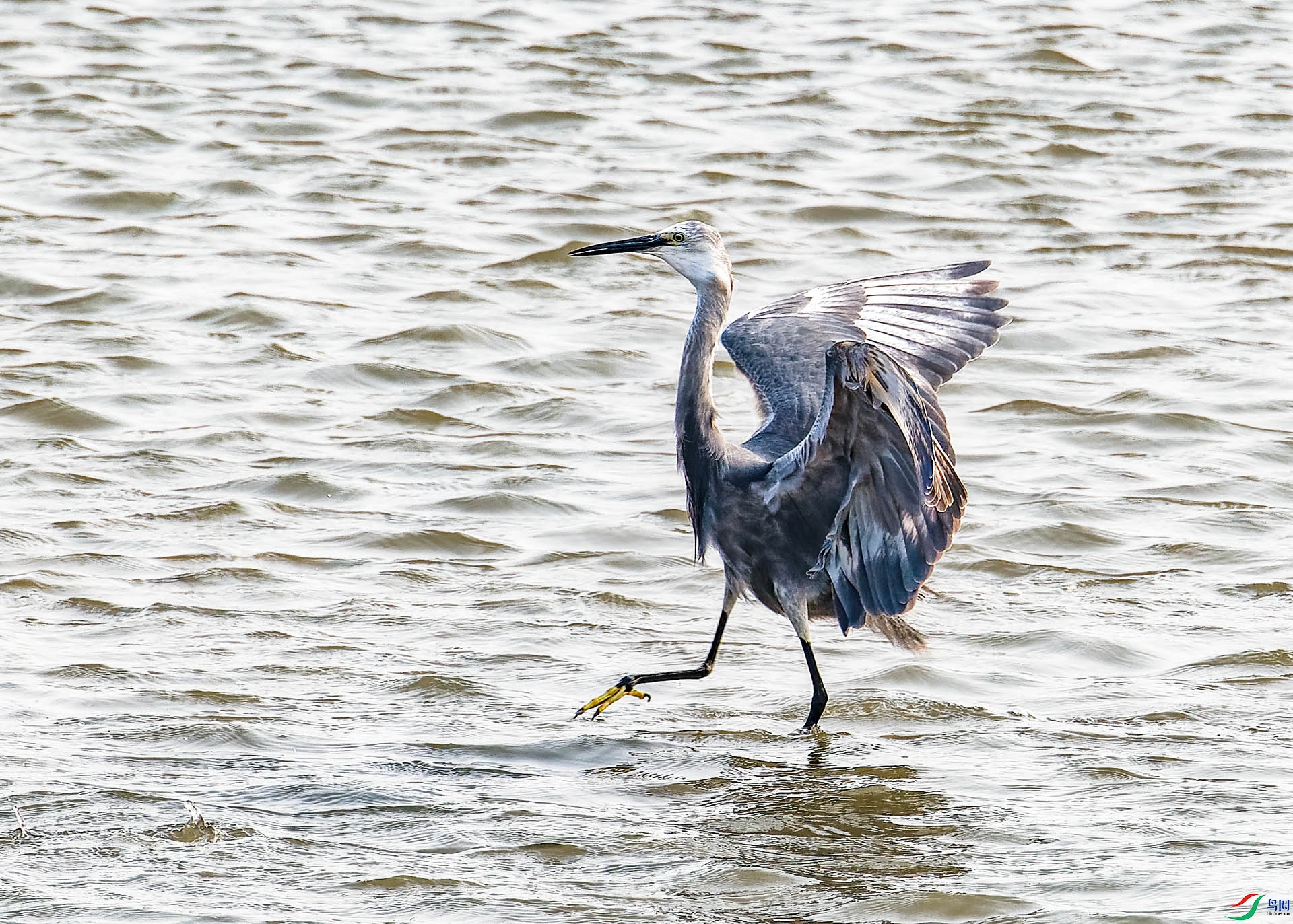 _ZFW0388_DxO-gigapixel.jpg
