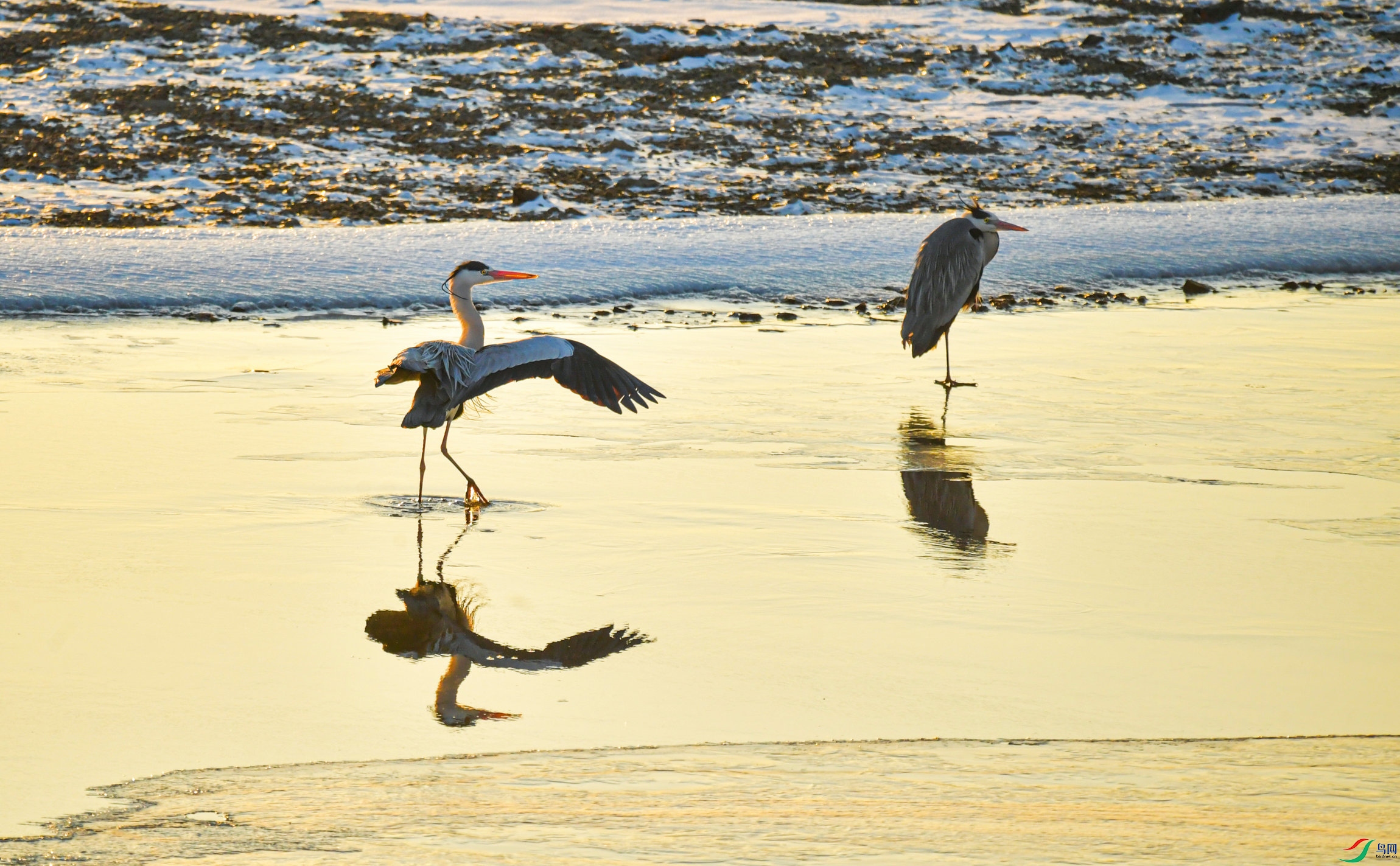 Ϧ������