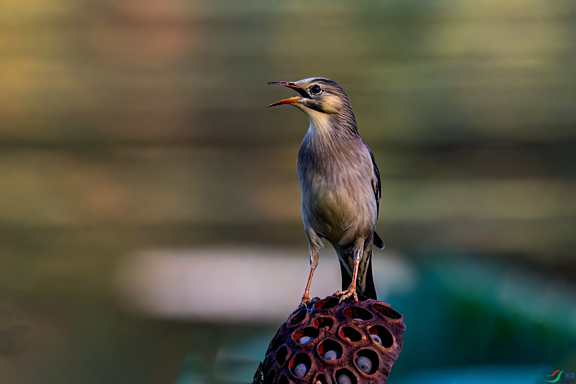 DSC_9442.jpg
