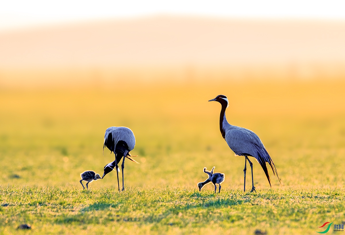 DSC_9796- ����.jpg