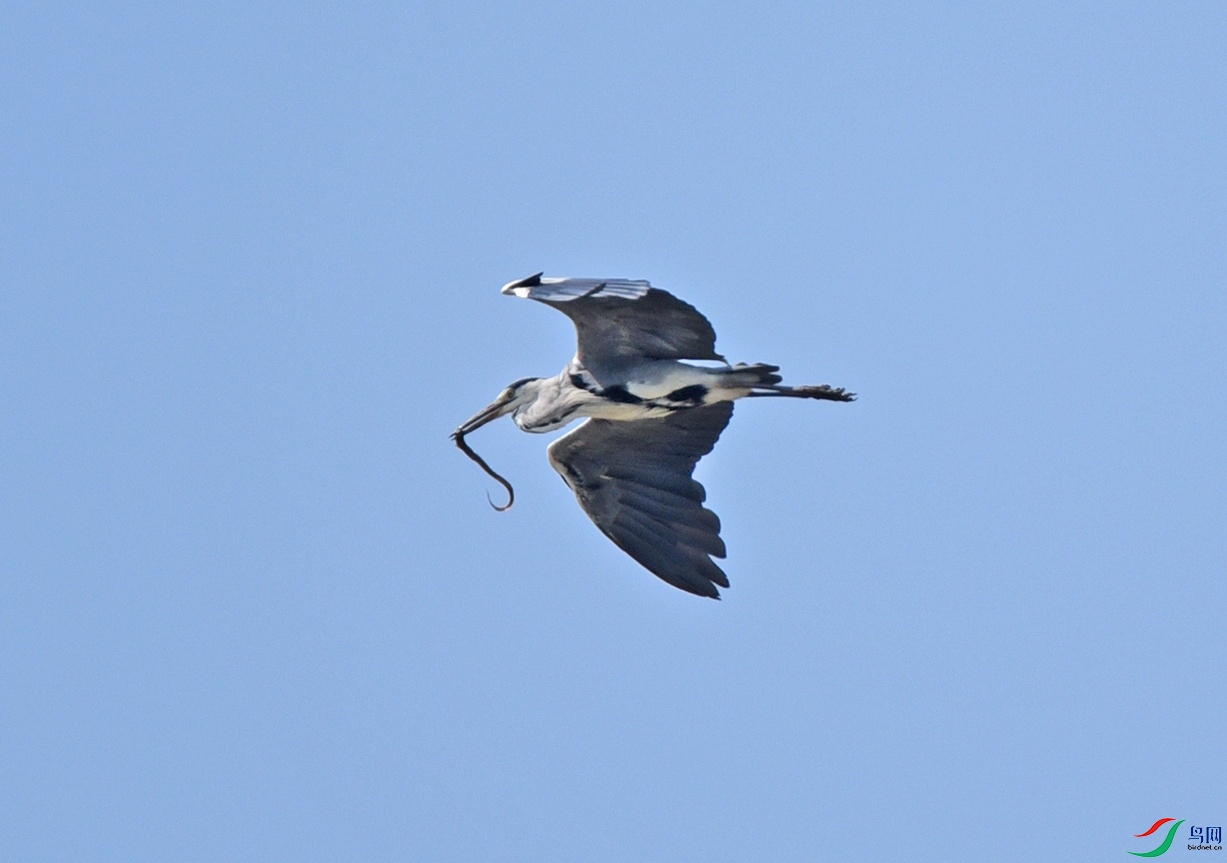 DSC_9979.jpg