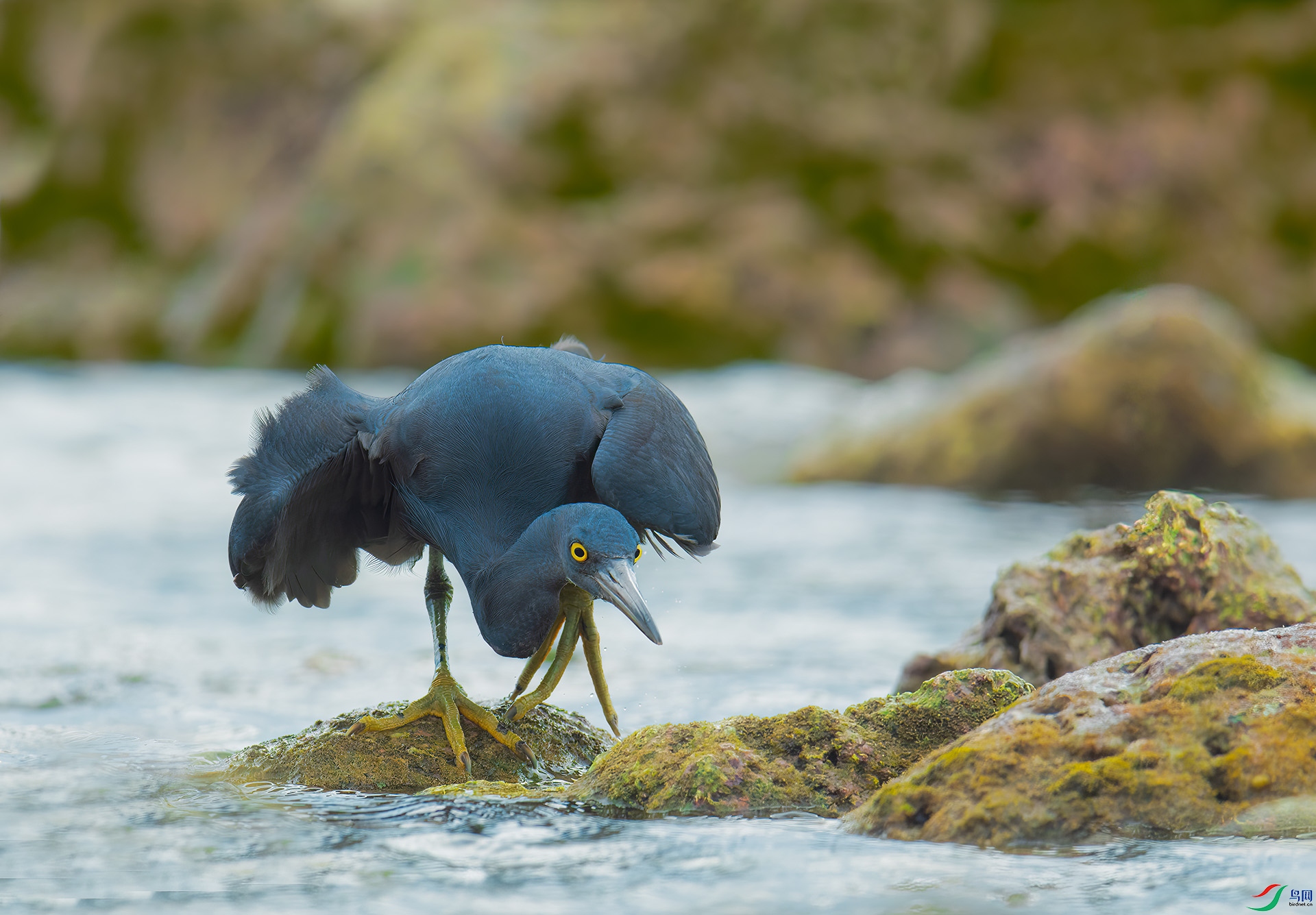 DSC_7709-1.jpg