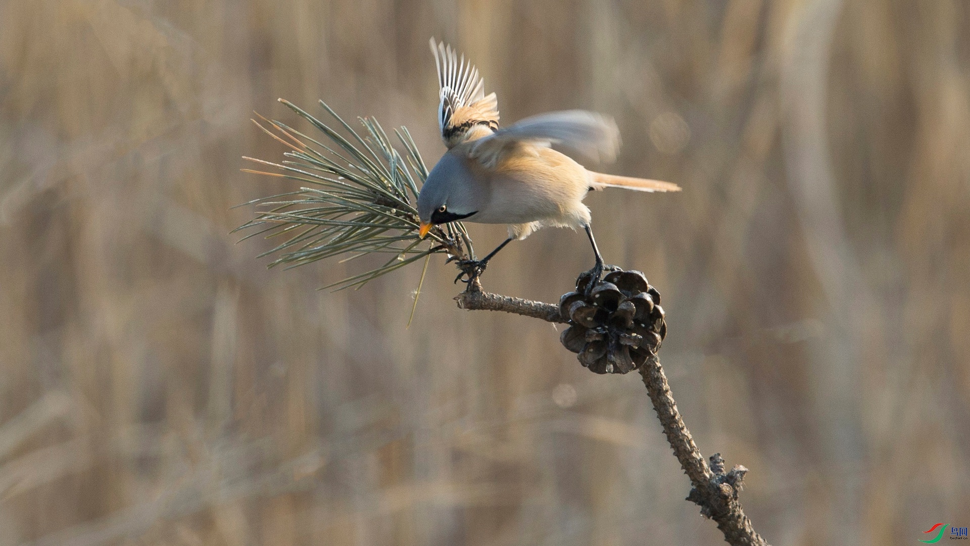 BW4Q1654 - ���� (2) - ���� - ����.jpg