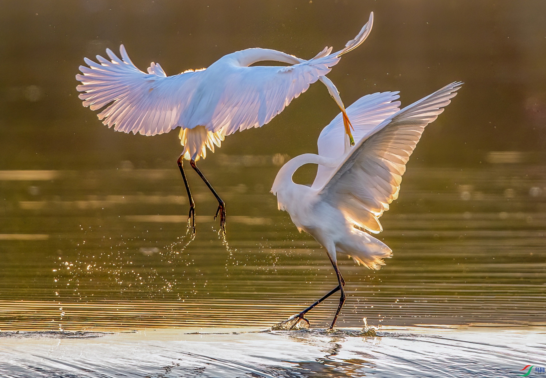 _DSC9238-1B ����F01.jpg