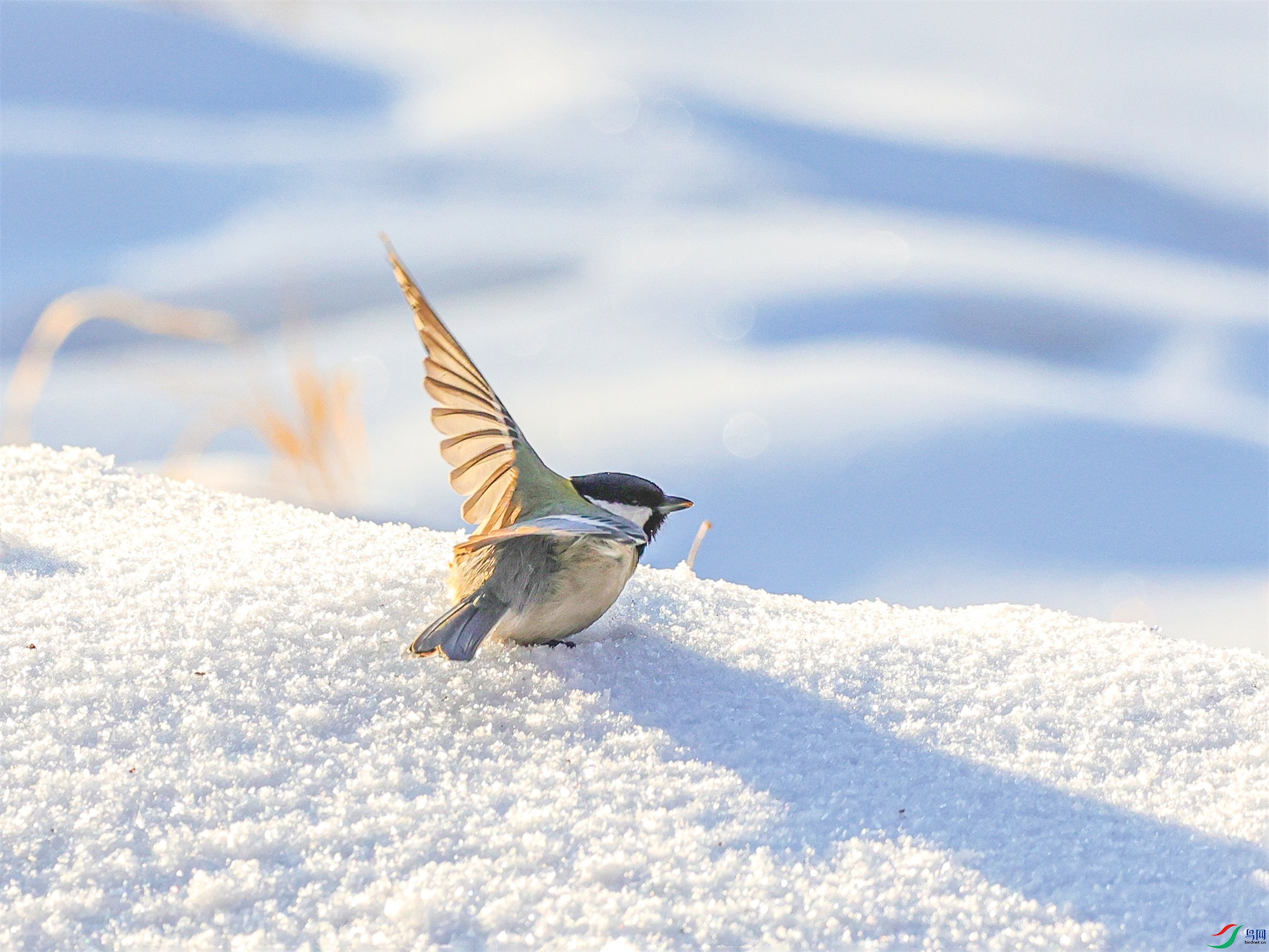 1K3A0130 ����1.jpg