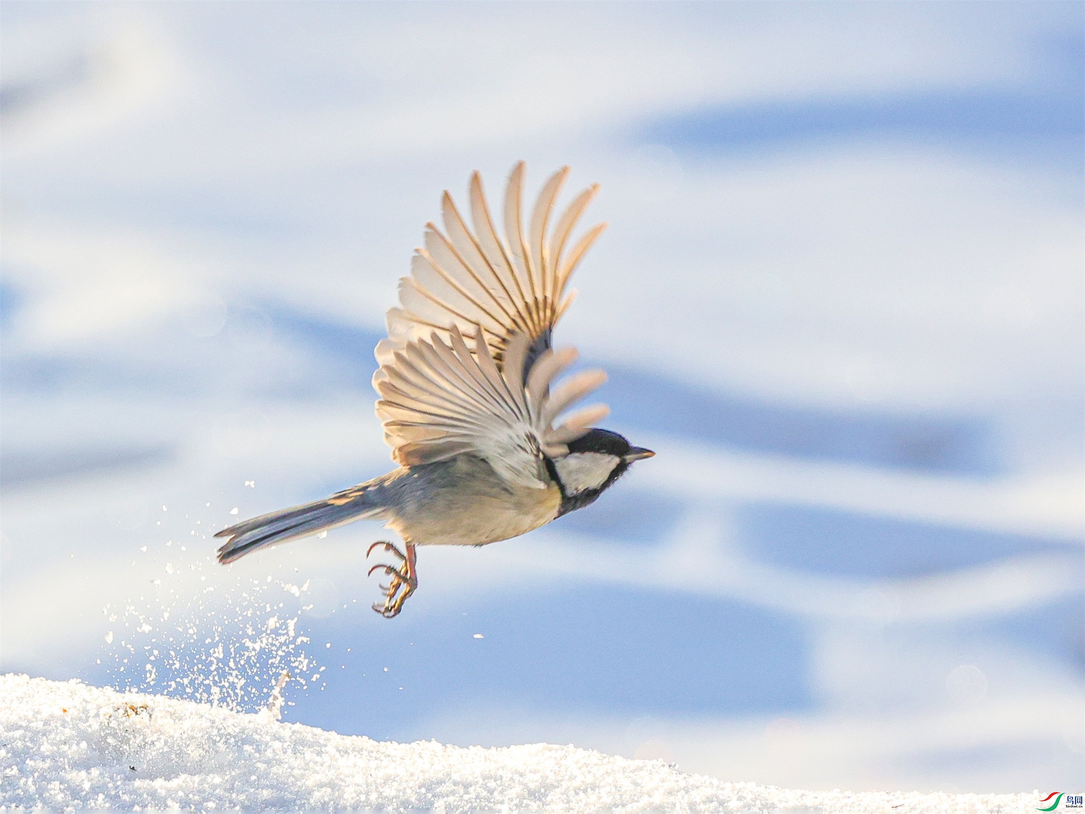 1K3A0131 ����1.jpg