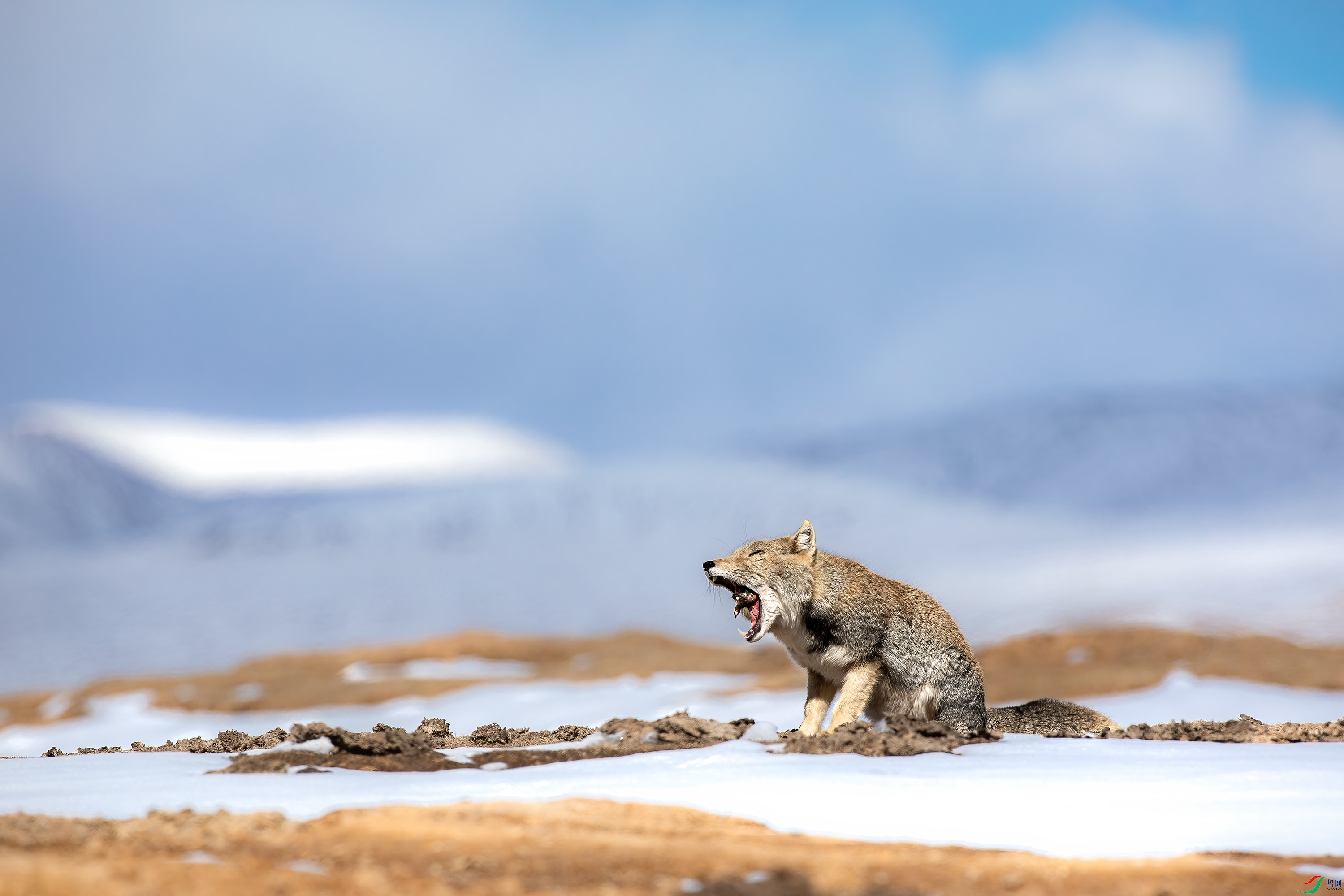 3S5A2933 ����.jpg