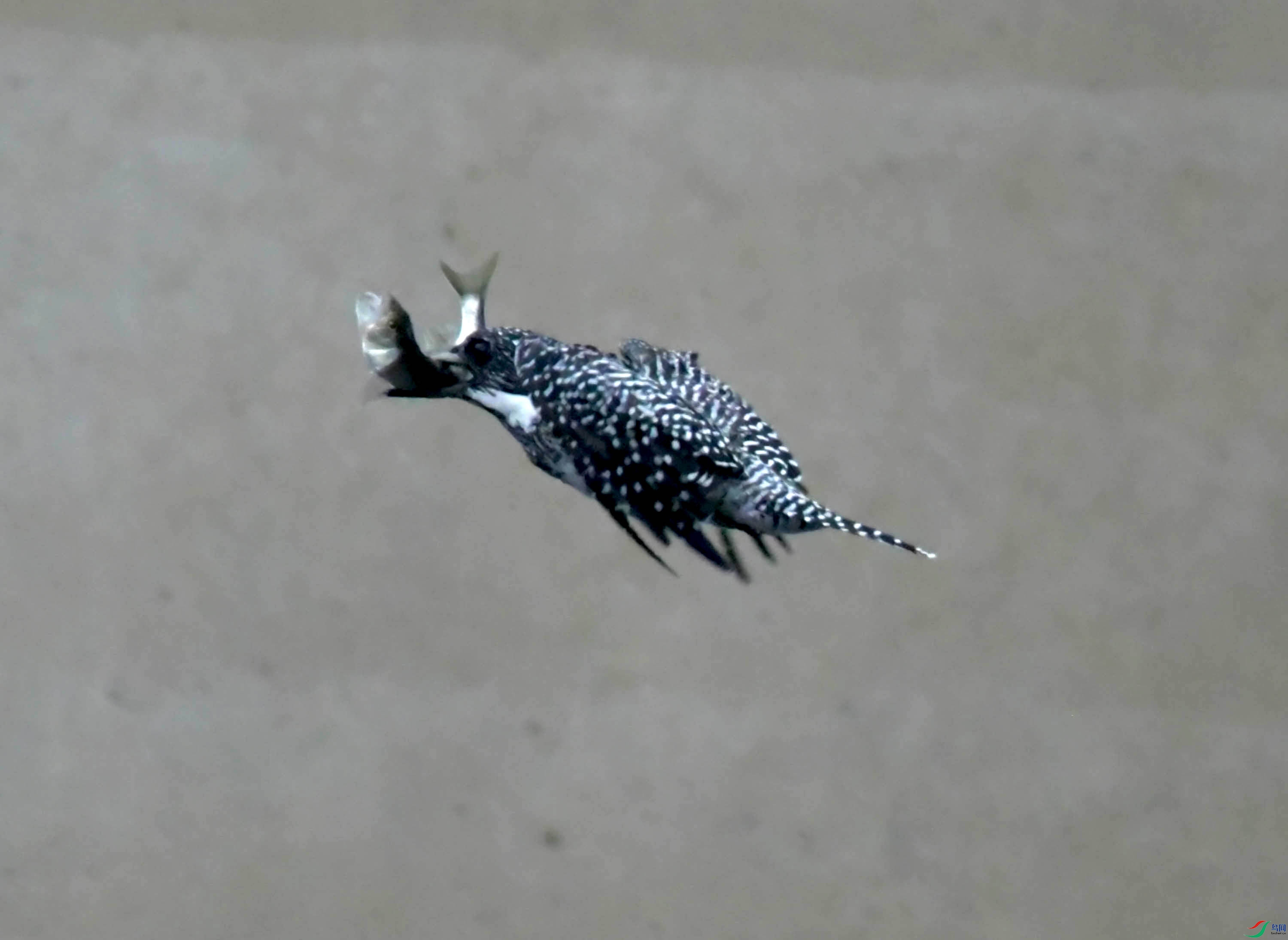 DSC_1560.JPG