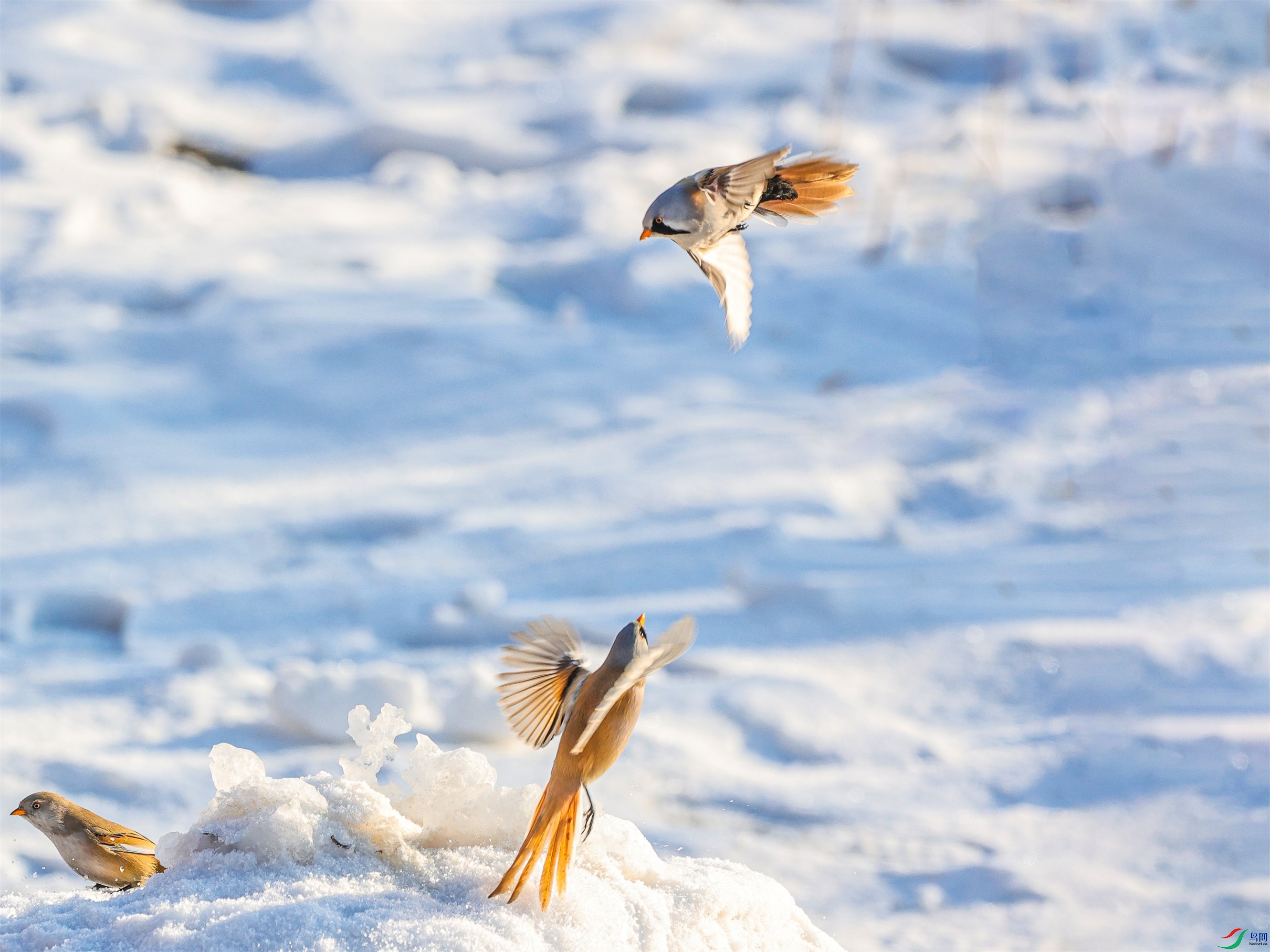 1K3A1133 ����1.jpg