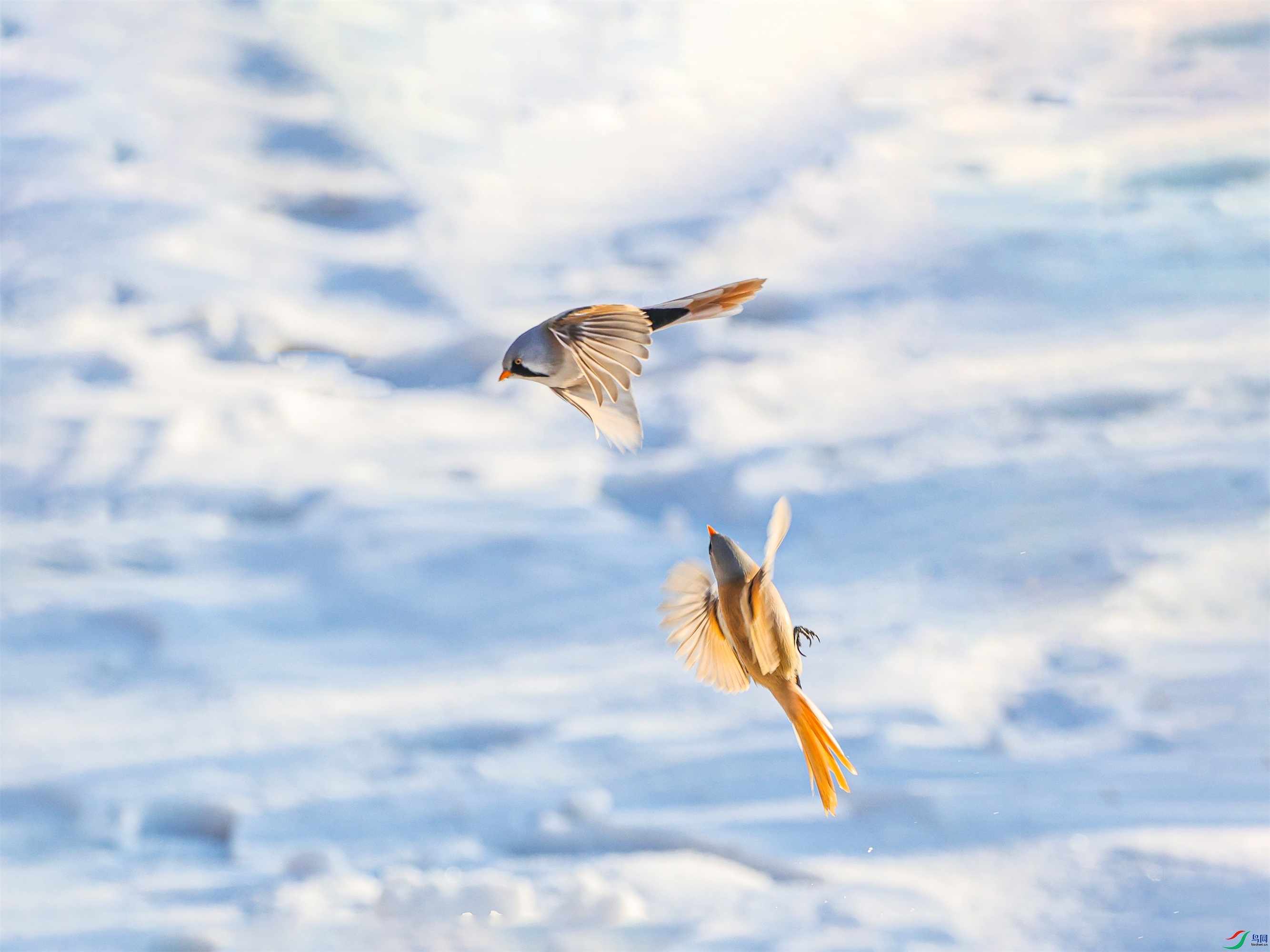 1K3A1134 ����1.jpg