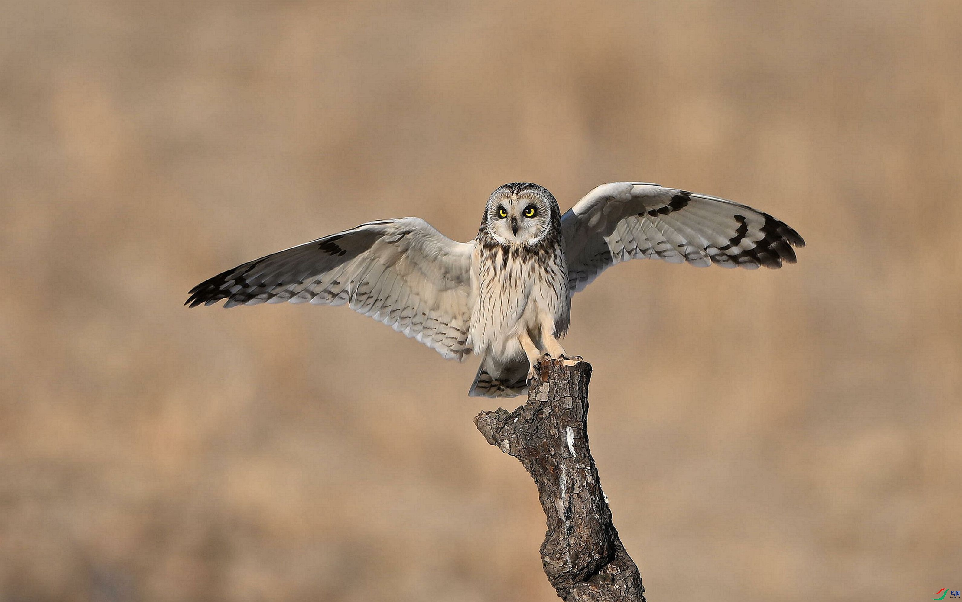 �������ˡ�