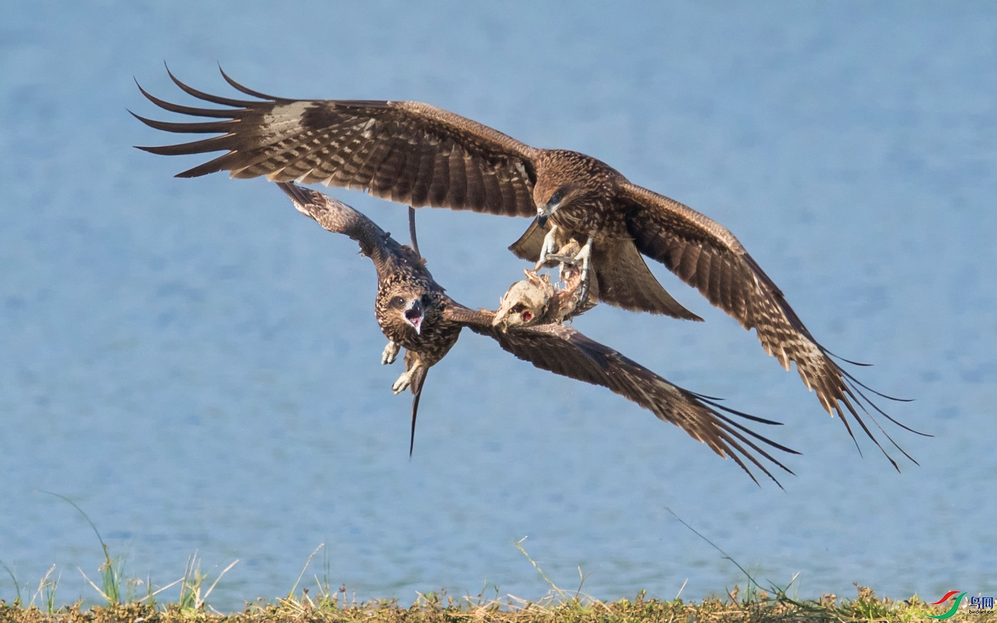 Black Kite ���S