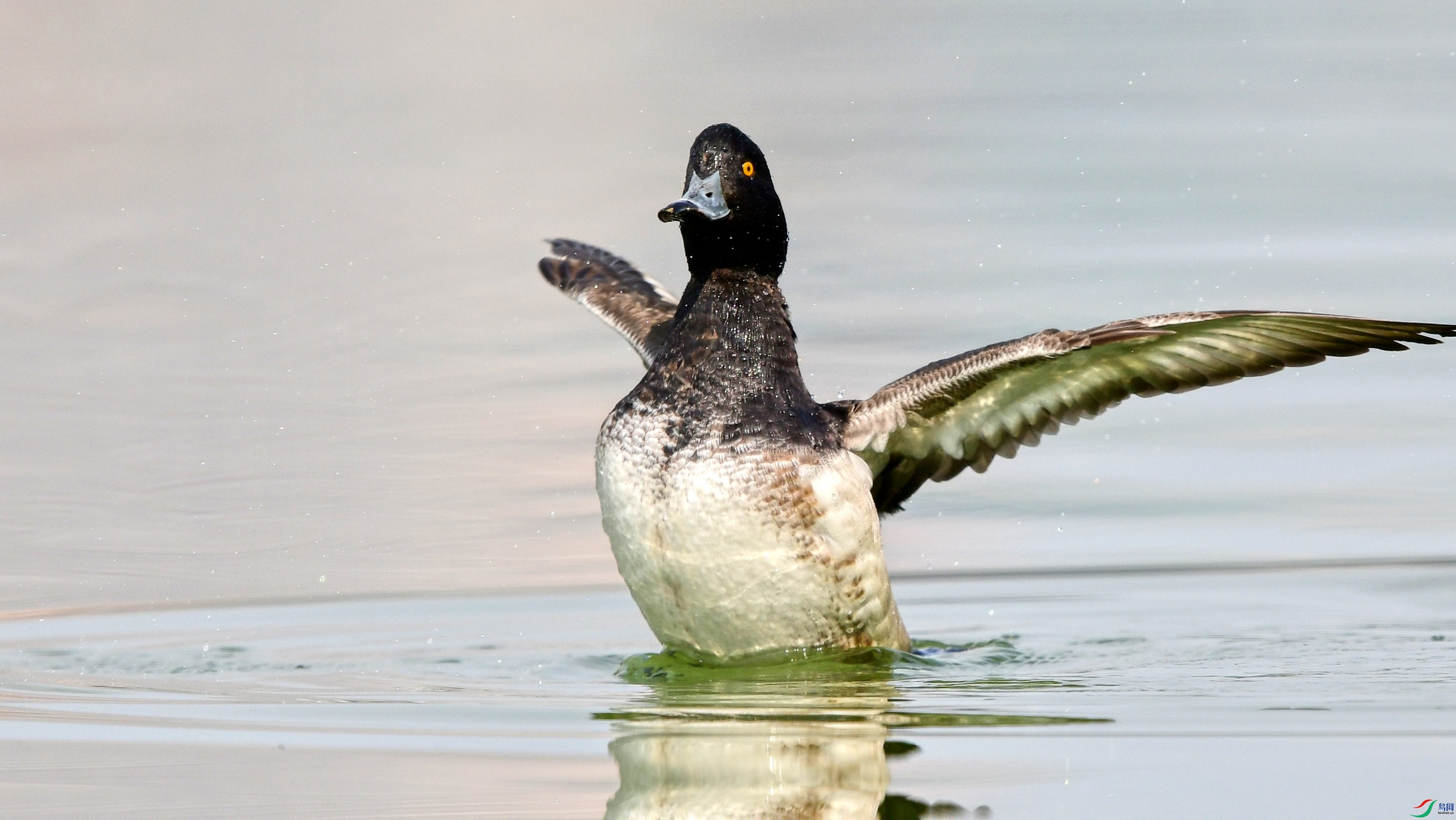 DSC_0477_conew1.jpg