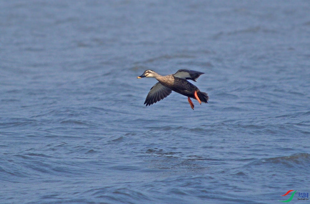 DSC_0607.jpg