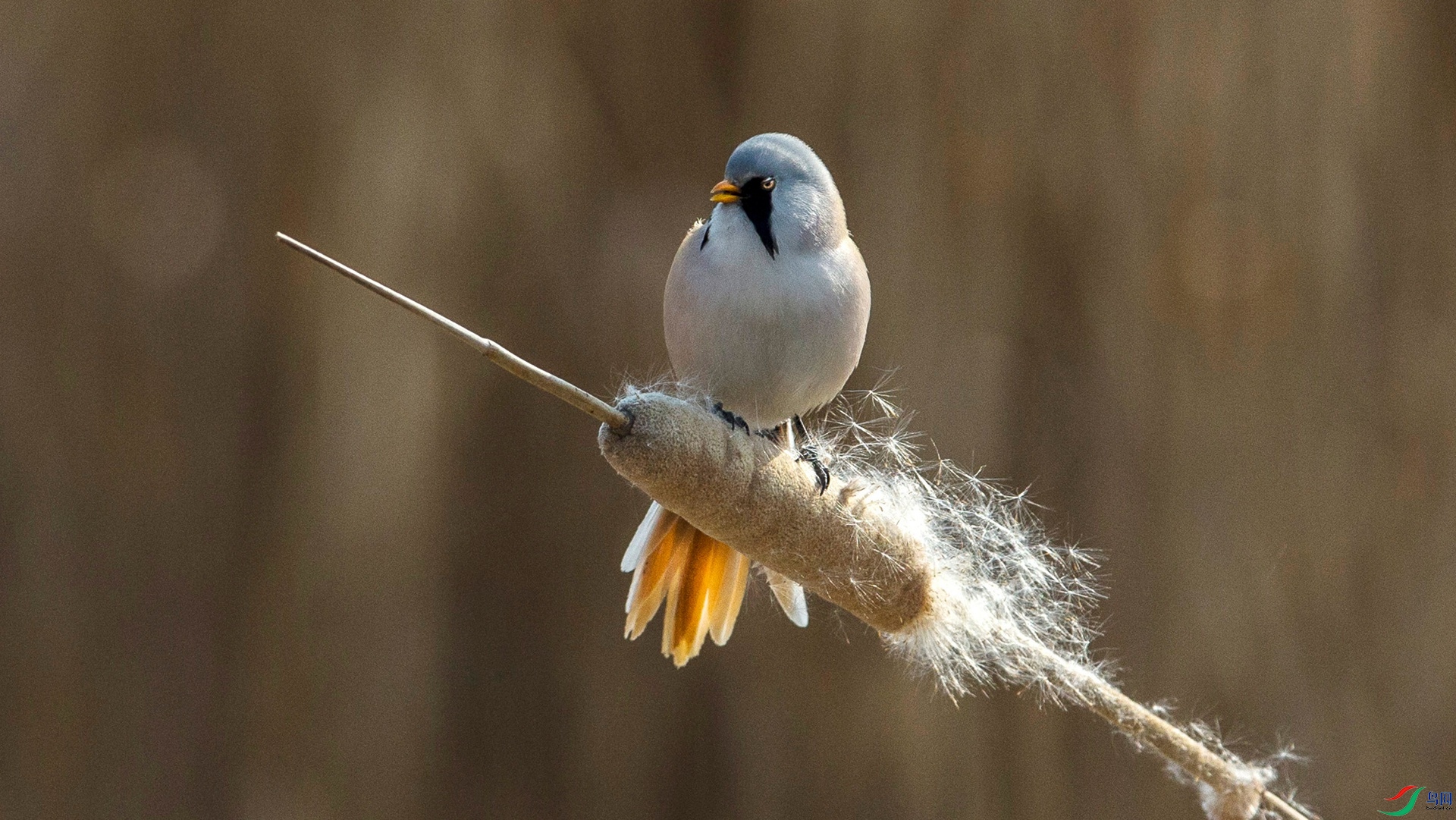 BW4Q2307 - ���� (3) - ���� - ����.jpg