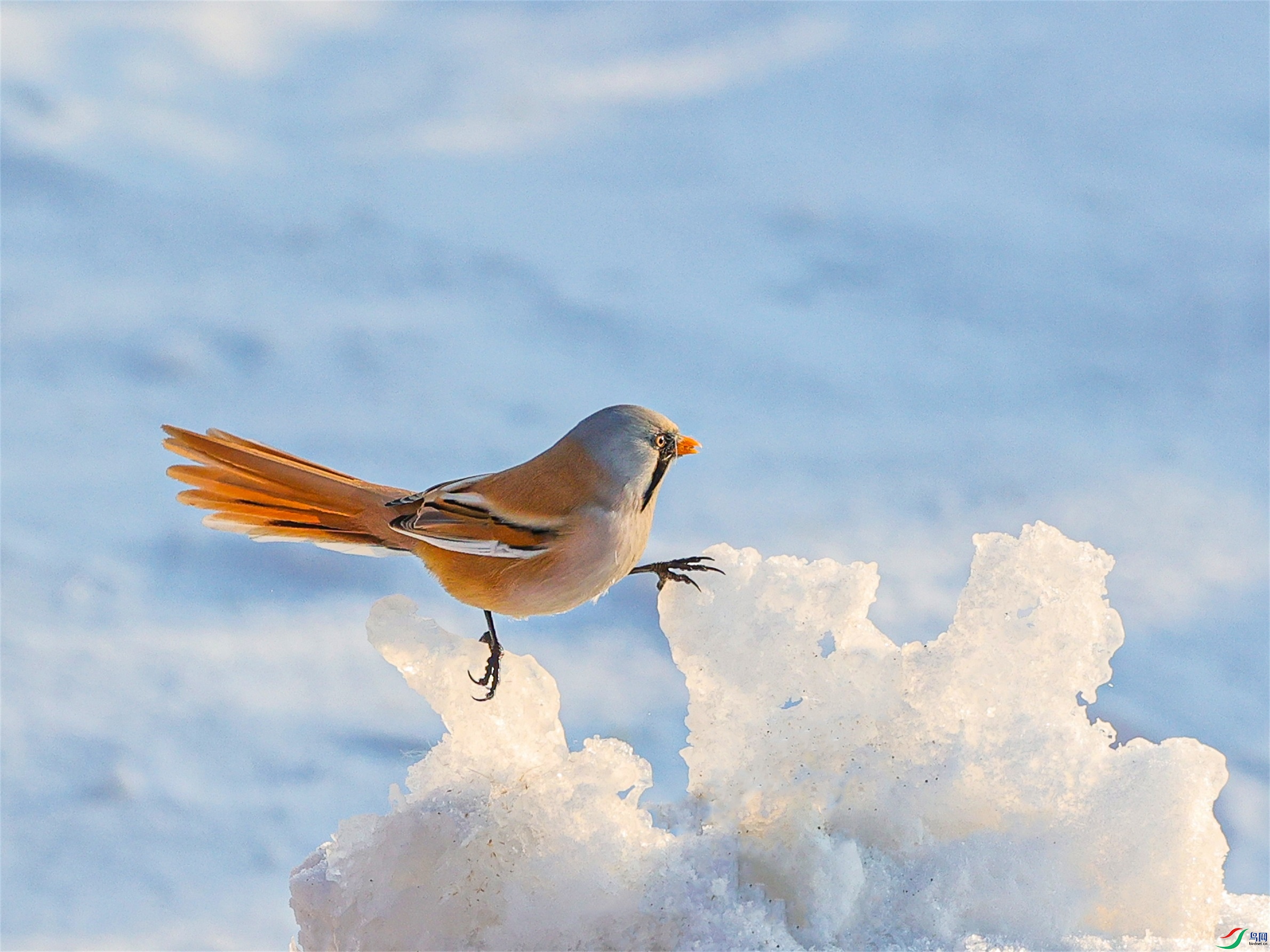 1K3A8240 ����1.jpg