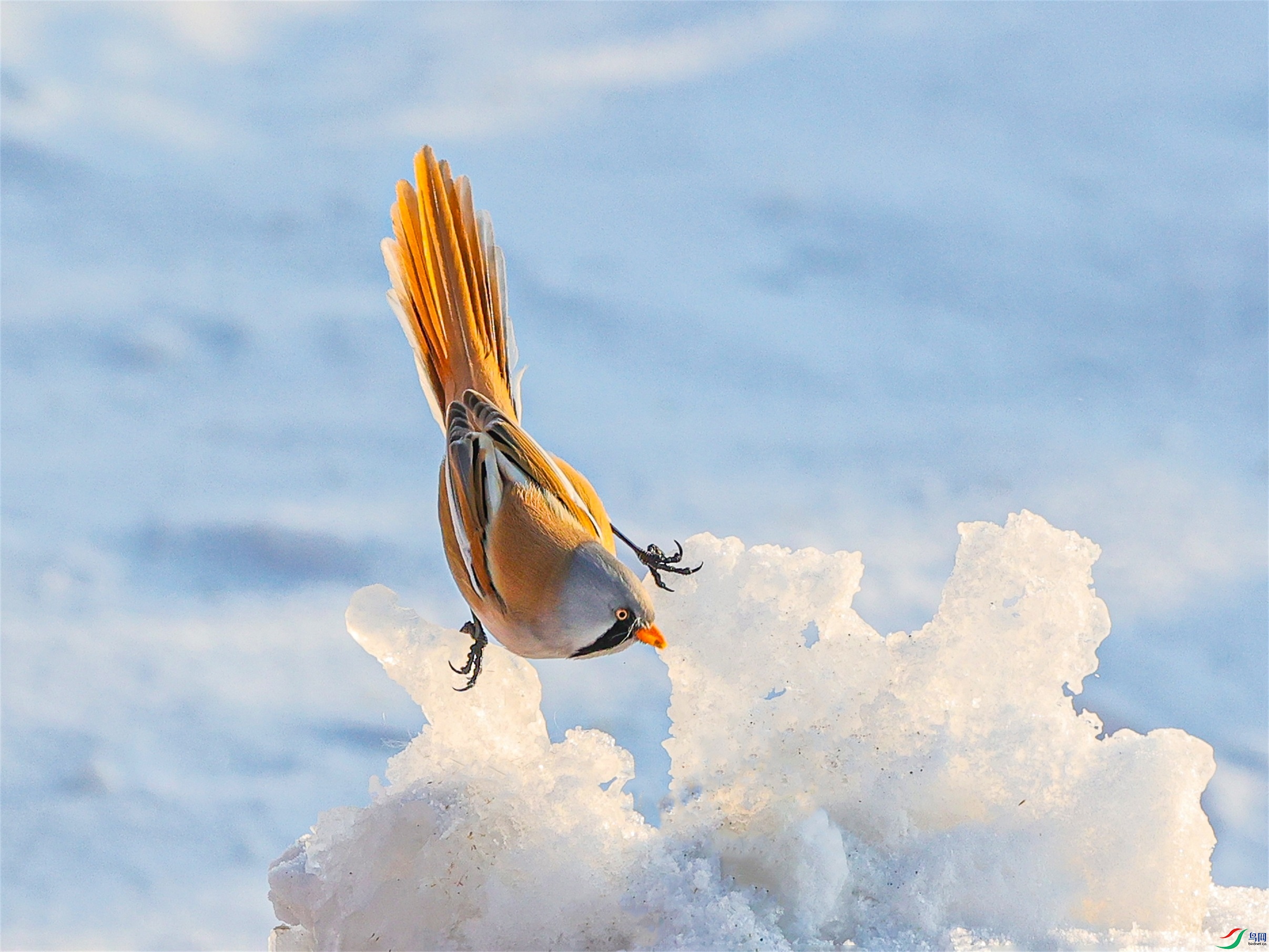 1K3A8238 ����1.jpg