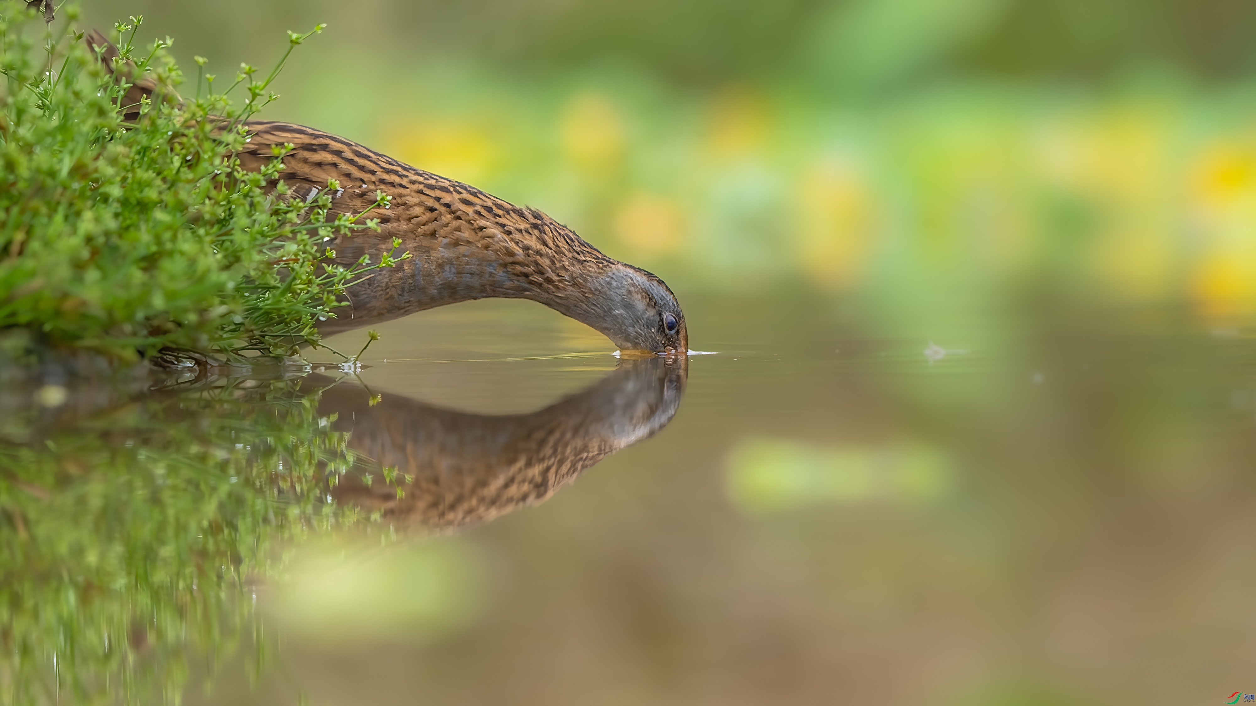 DSC_7420px.jpg