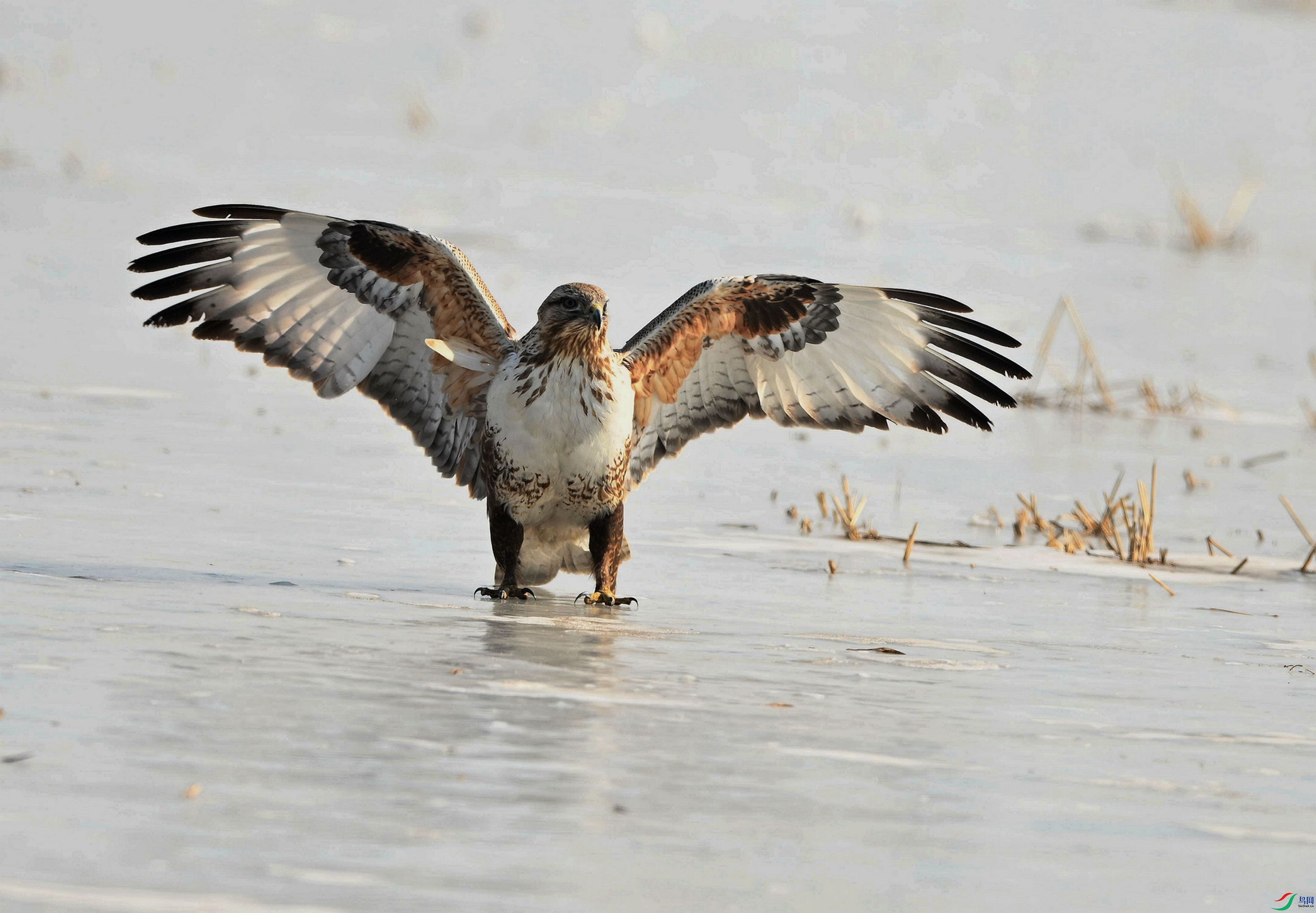 �ص��п��š�