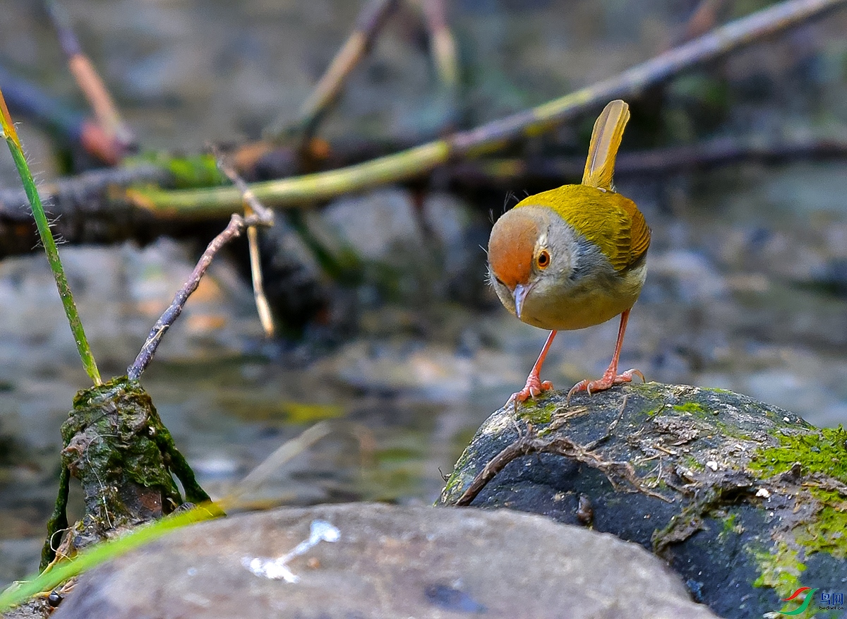 DSC_6524.JPG