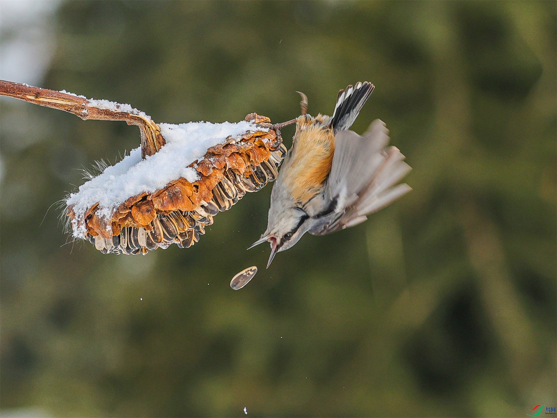 1K3A2708 ����1.jpg