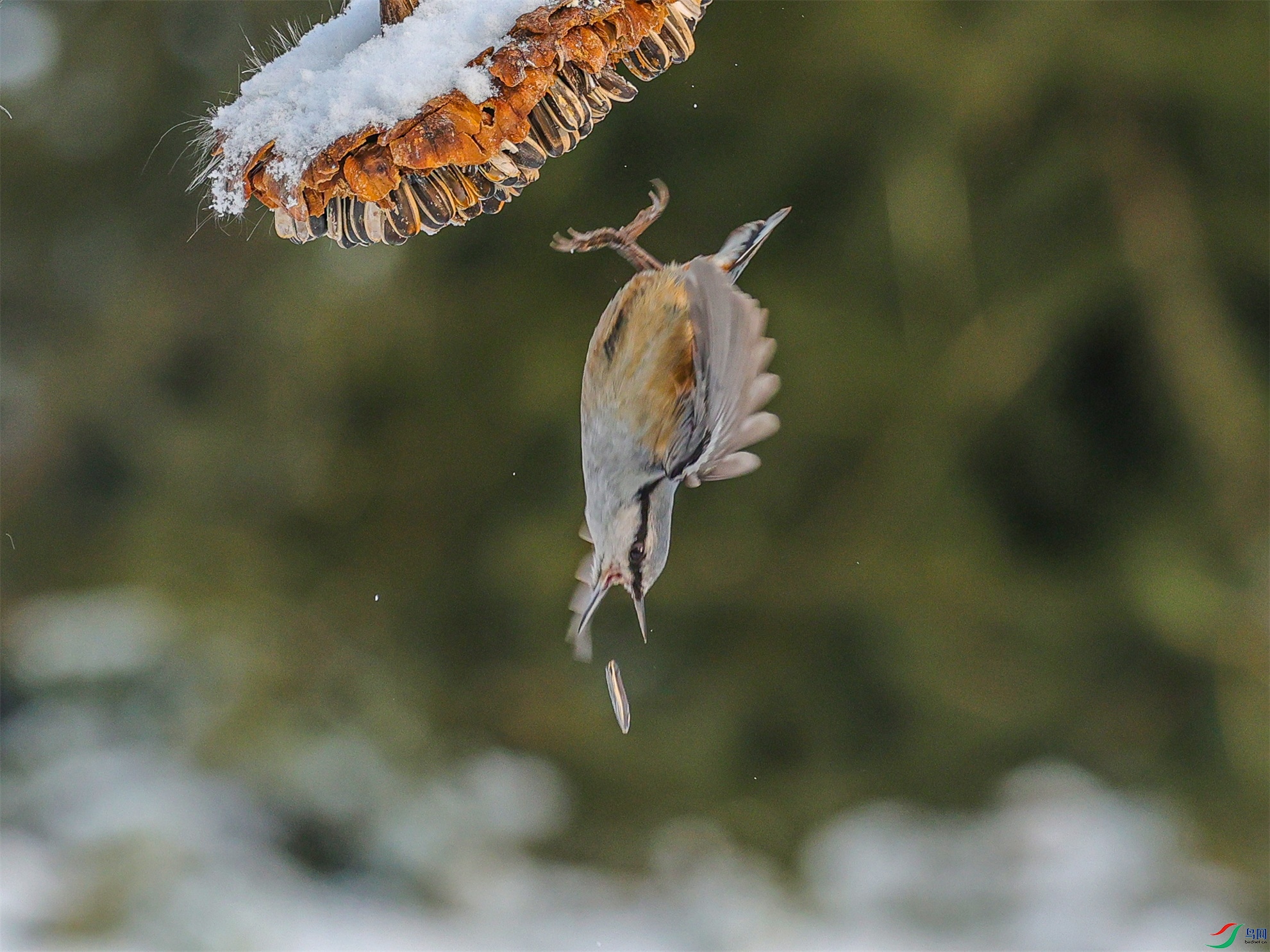 1K3A2709 ����1.jpg