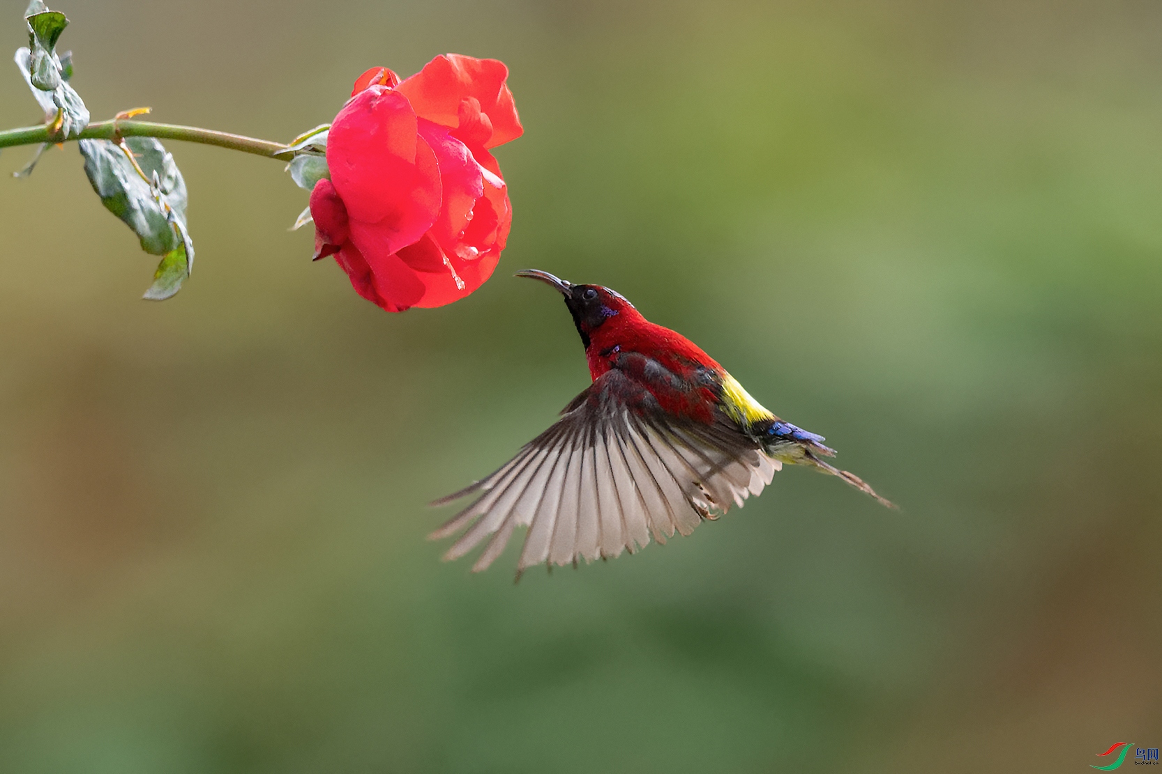 DSC_6217_DxOa3.jpg