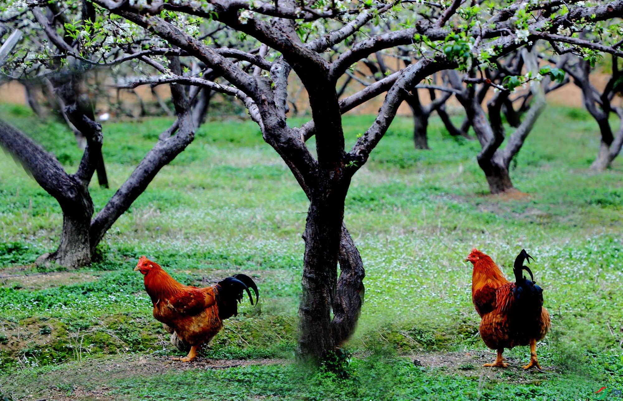 ũ����԰��ĸ��