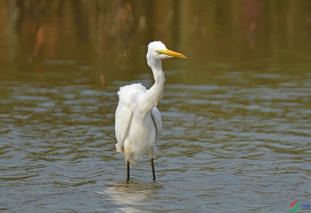 DSC_0159.jpg