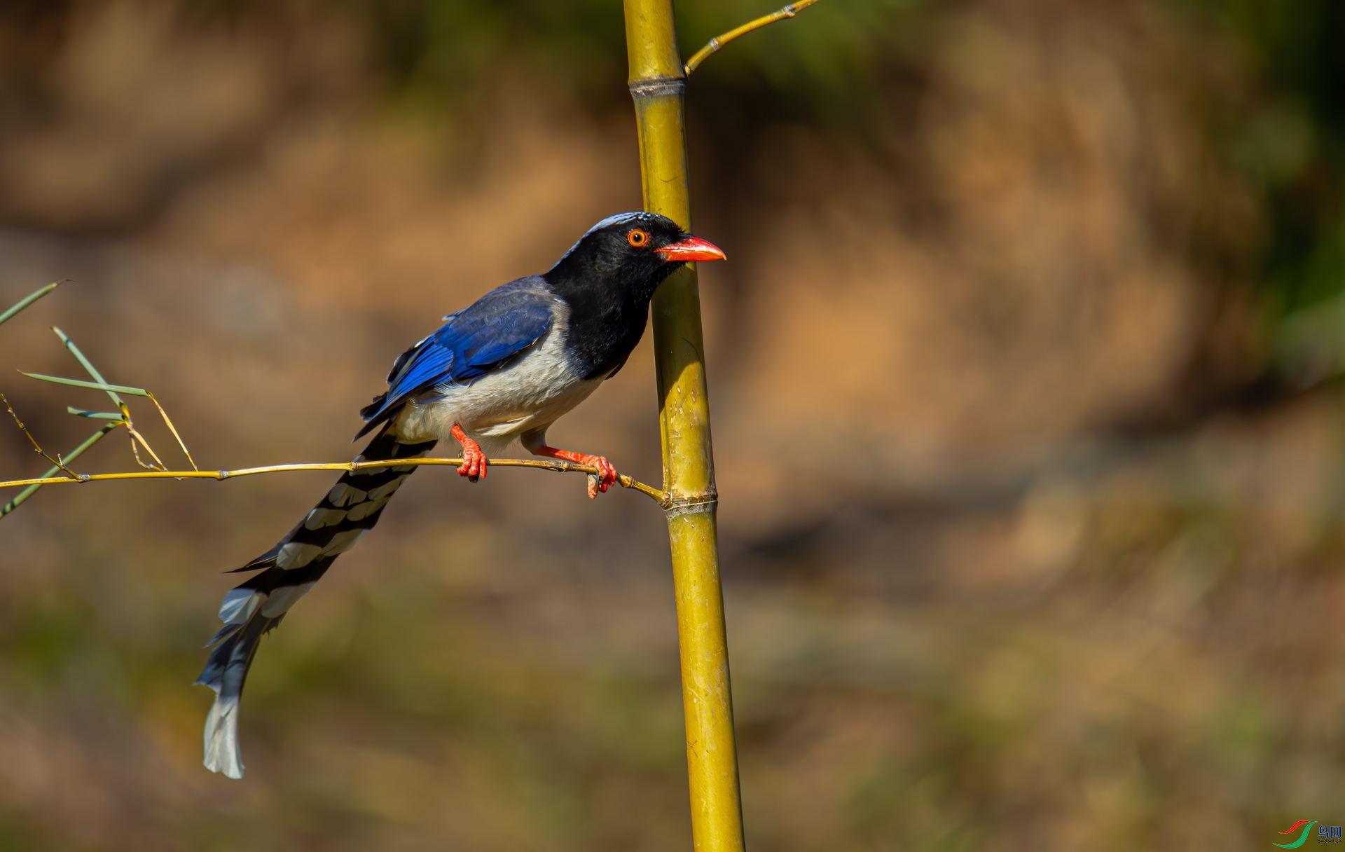 DSC_9937.jpg