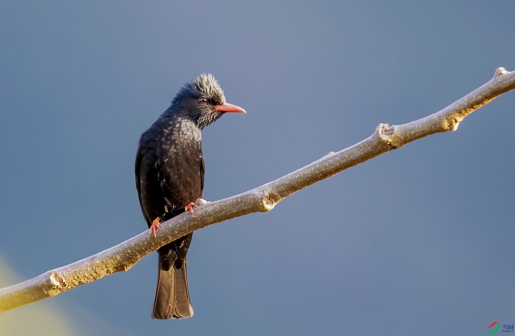 ��β����