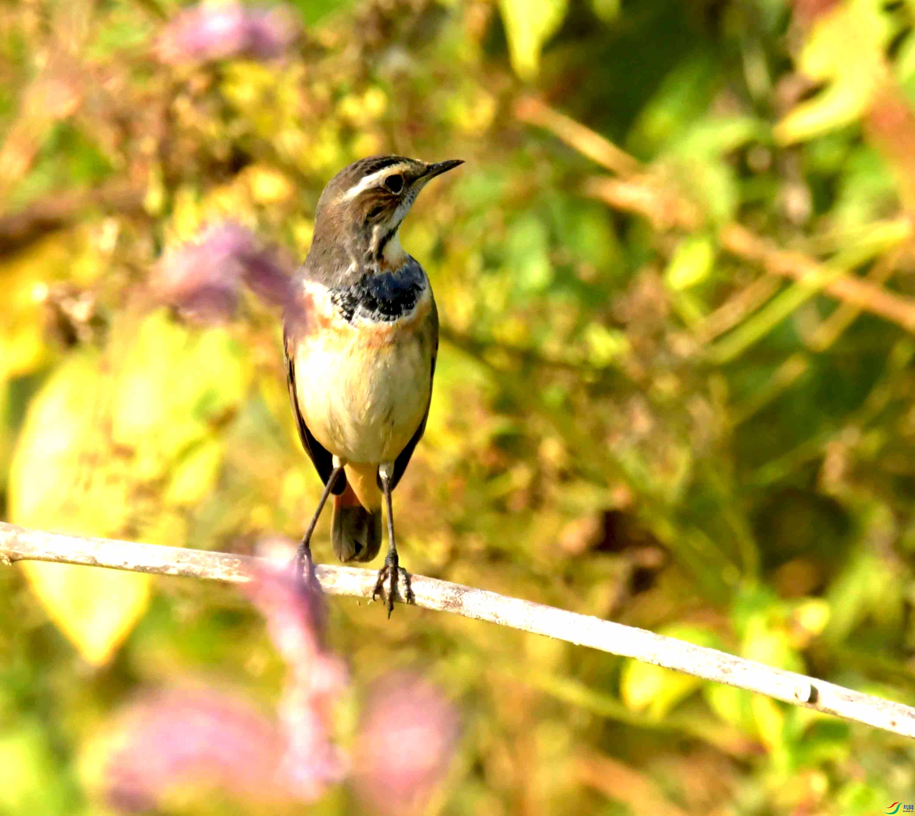 DSC_0924.JPG