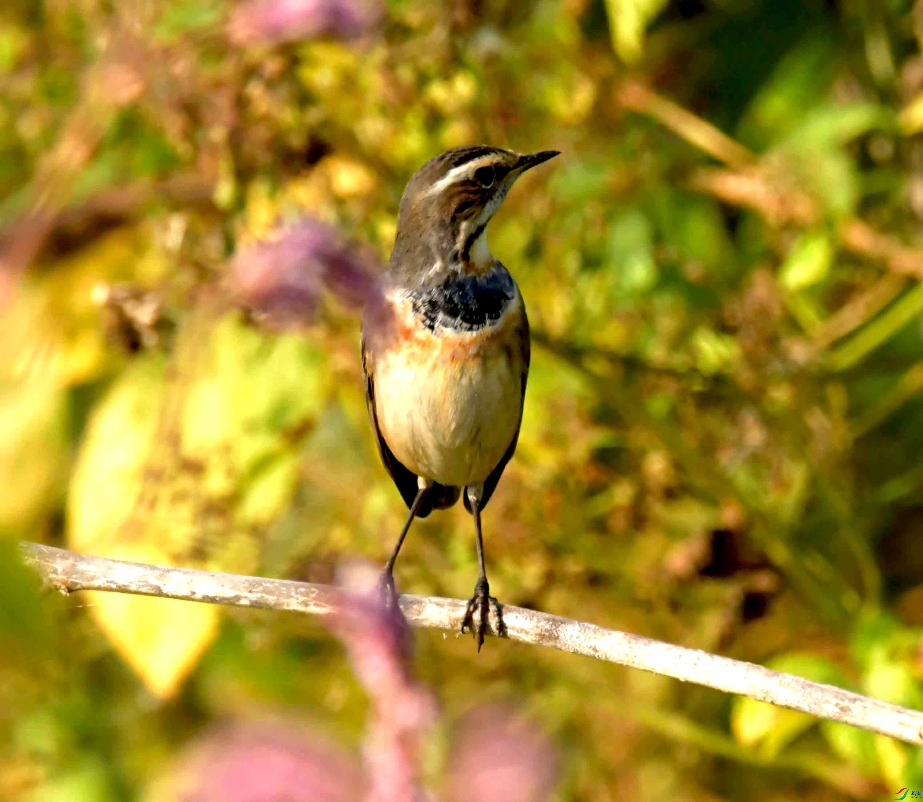 DSC_0923.JPG
