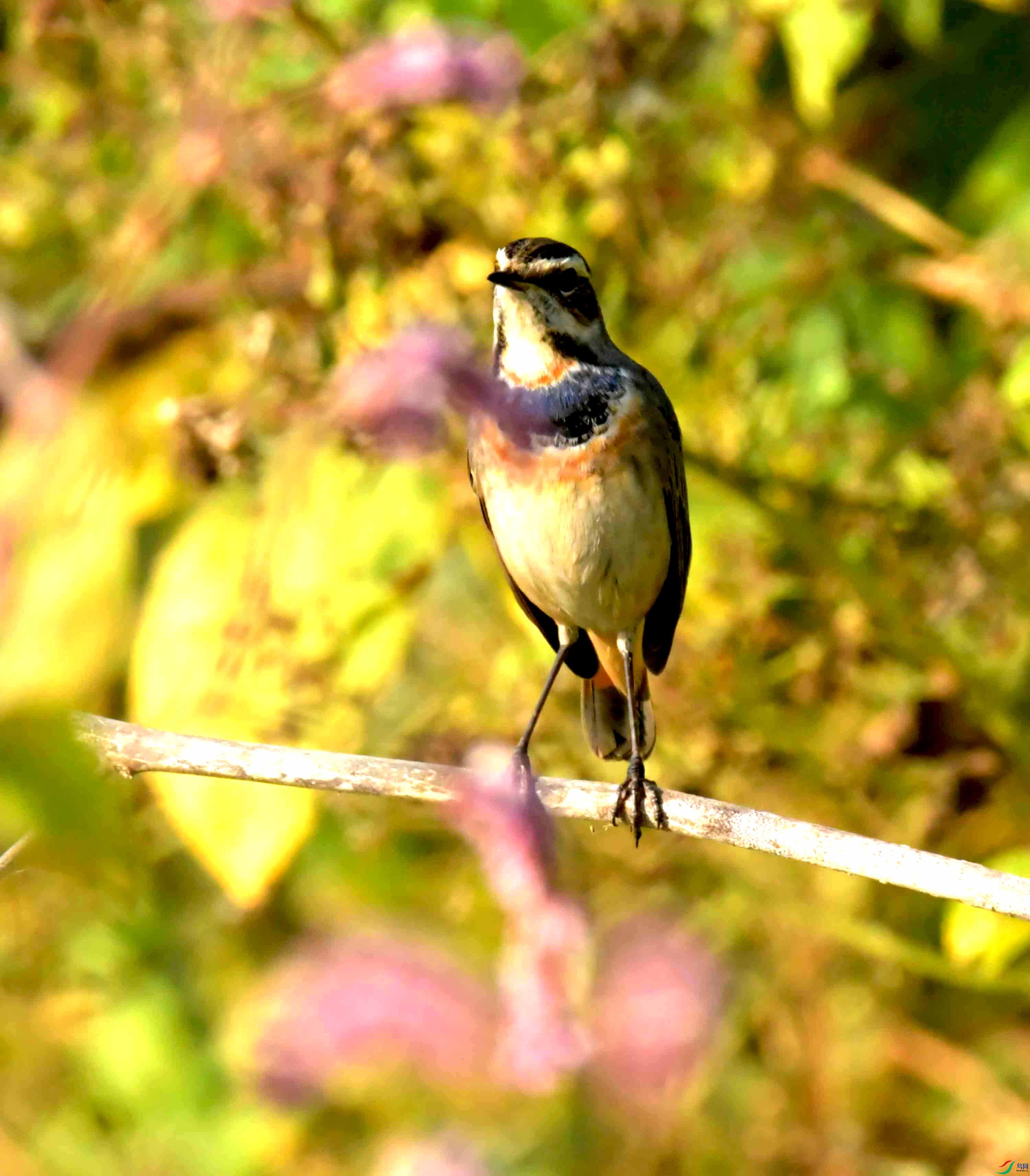 DSC_0936.JPG