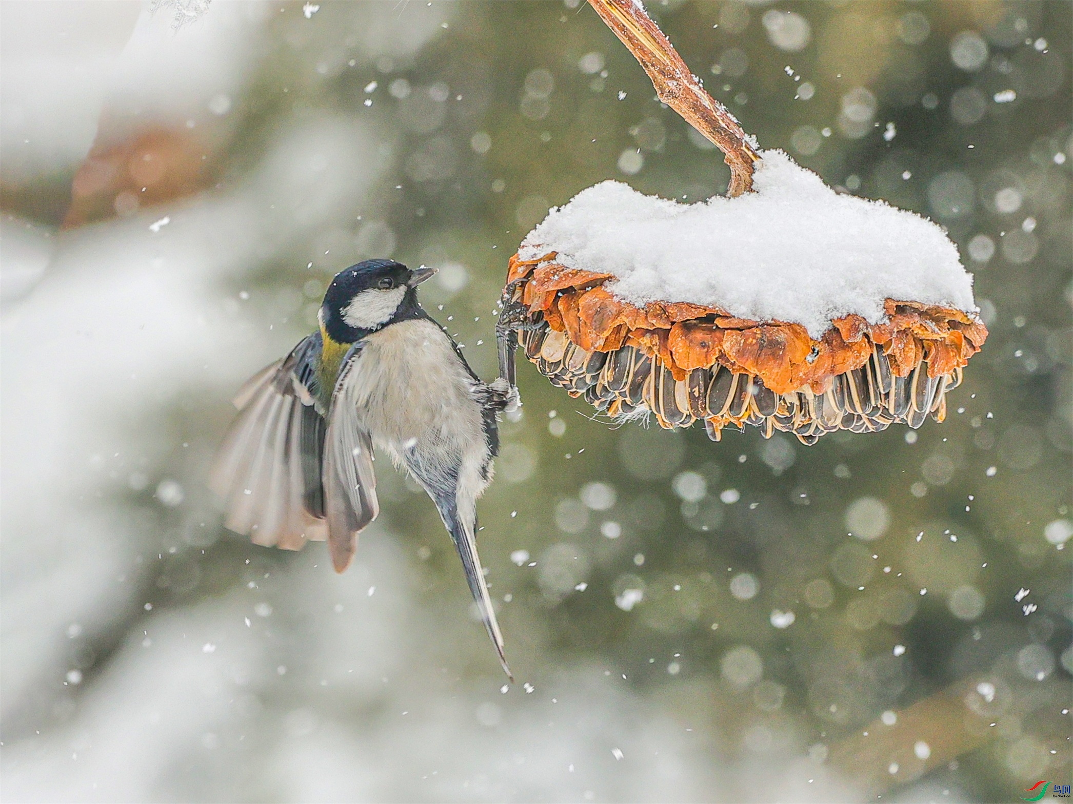 1K3A5433 ����1.jpg