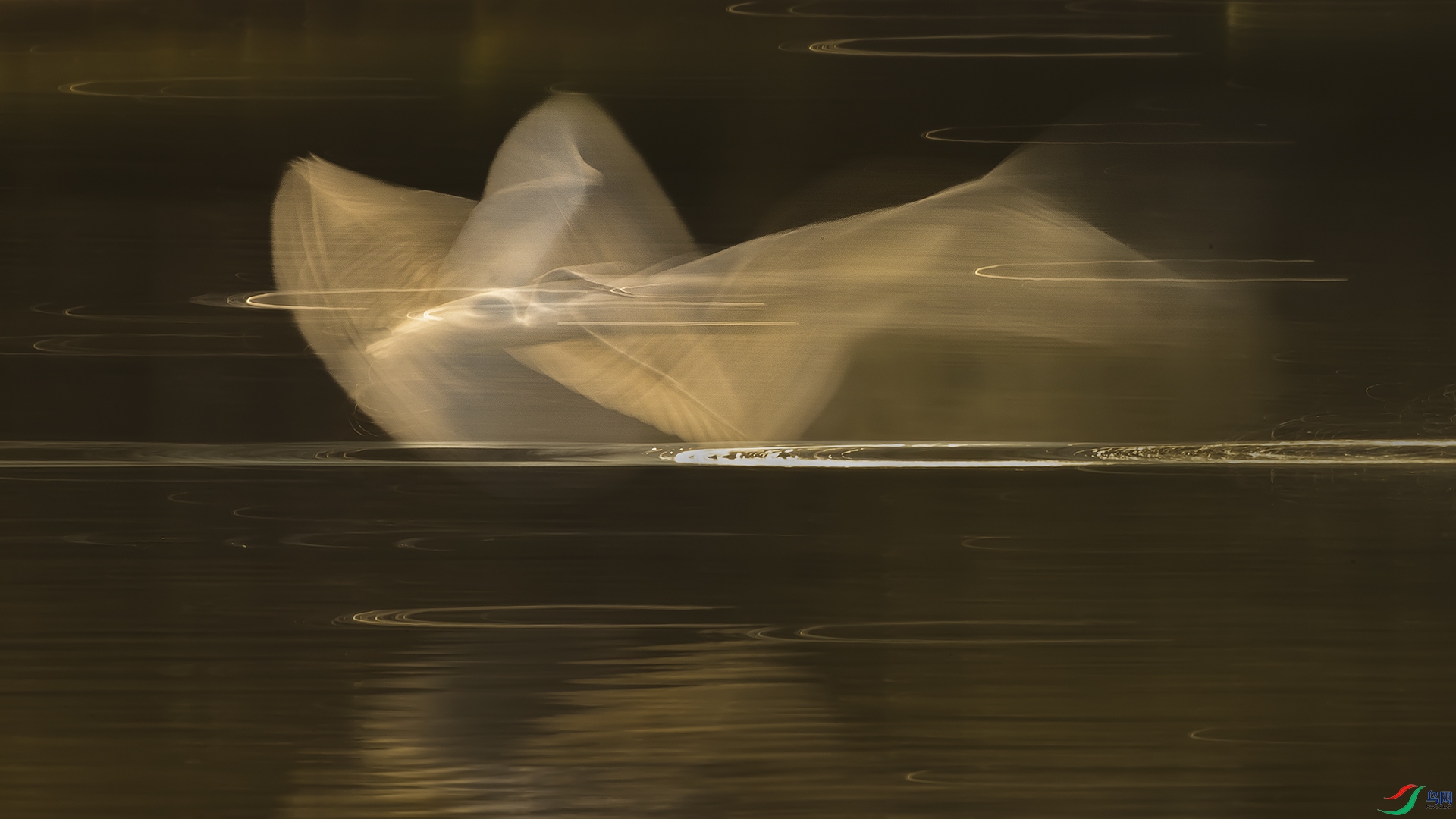 Ʈ�ݵ�����