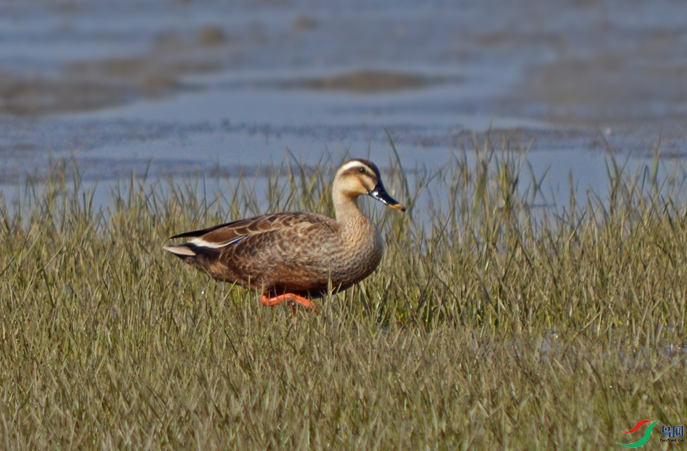 DSC_0374.jpg