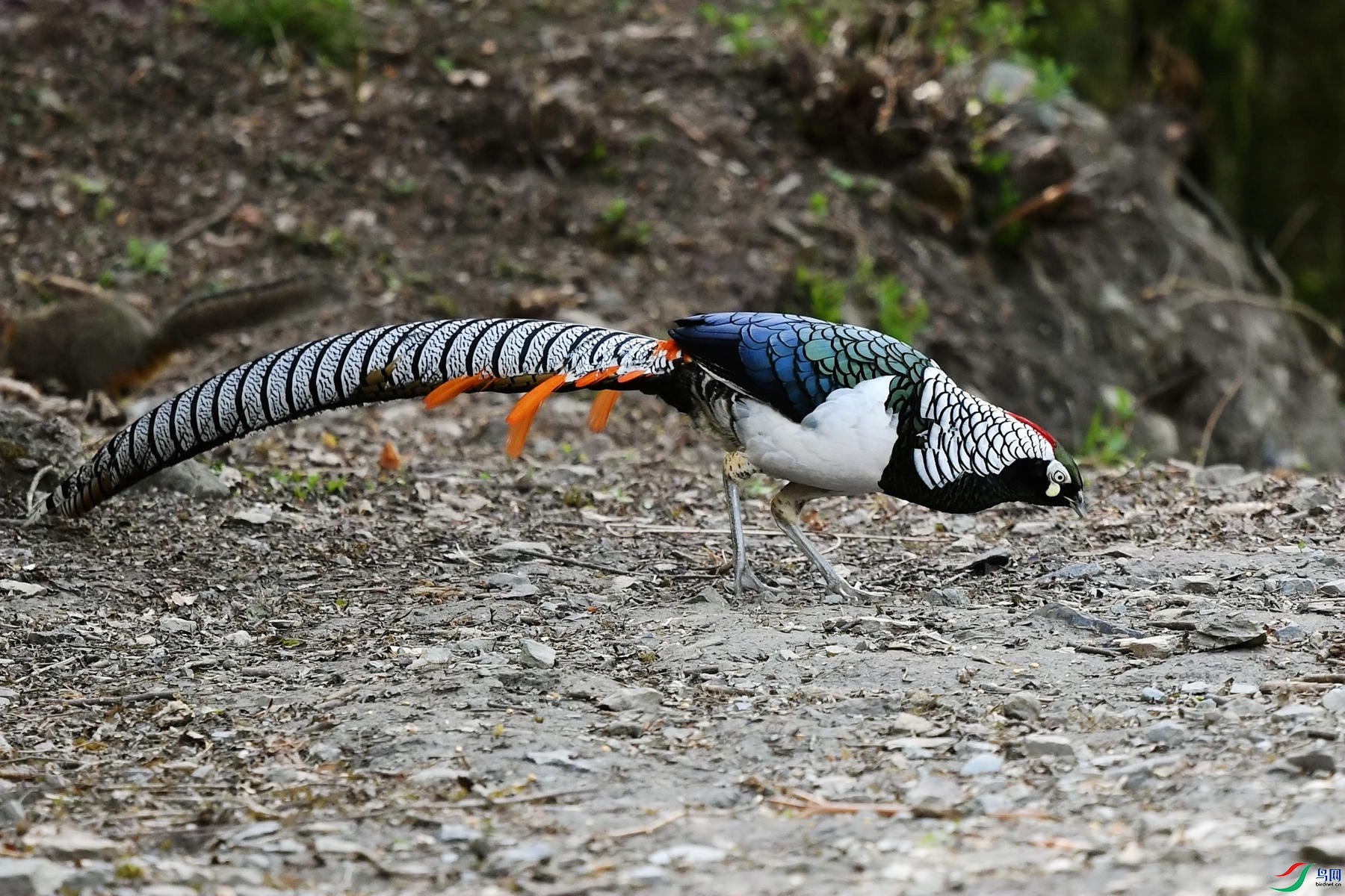 DSC_7985_����.jpg