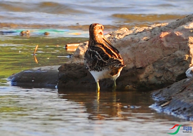 DSC_4347.JPG