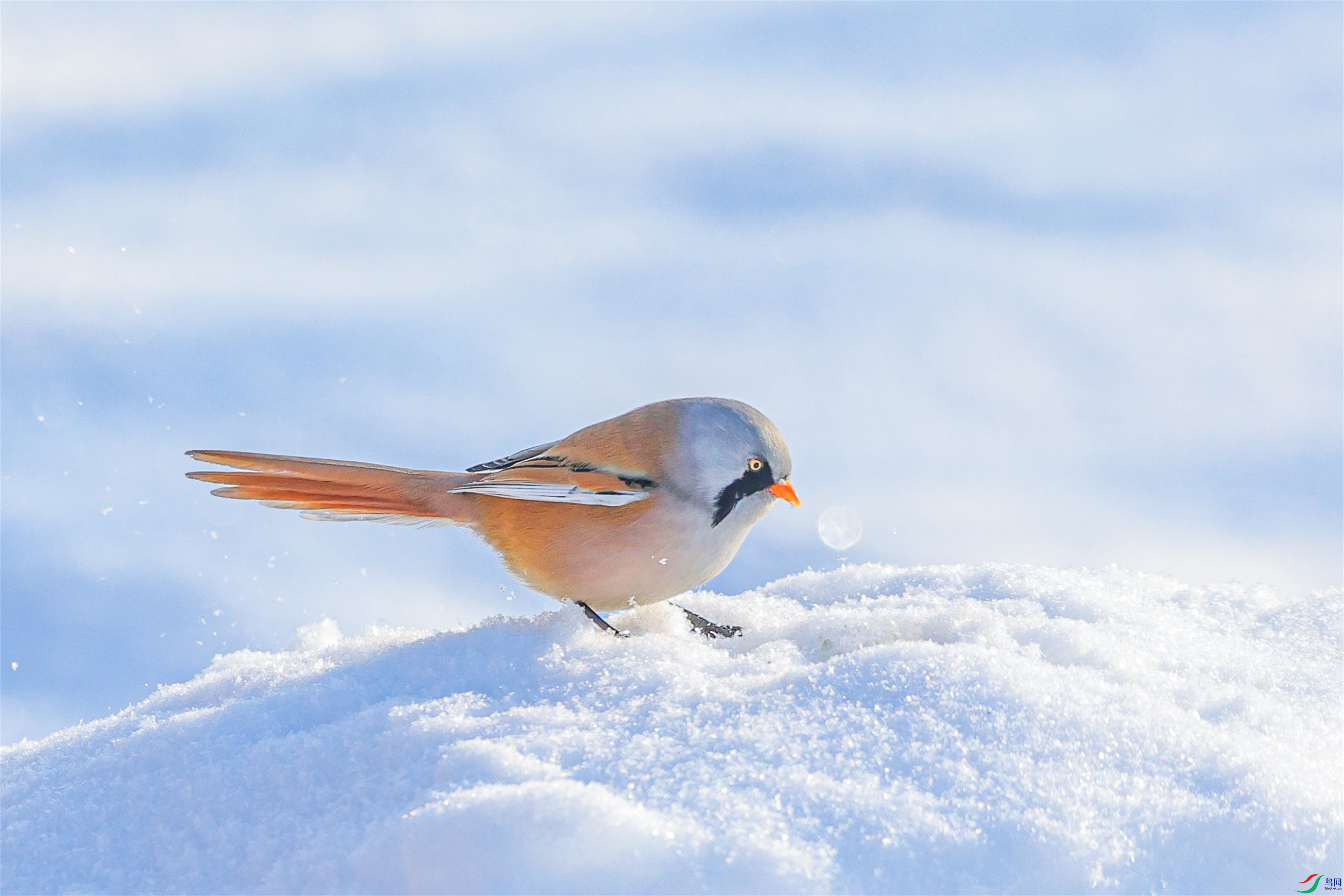 1K3A9924 ����1.jpg