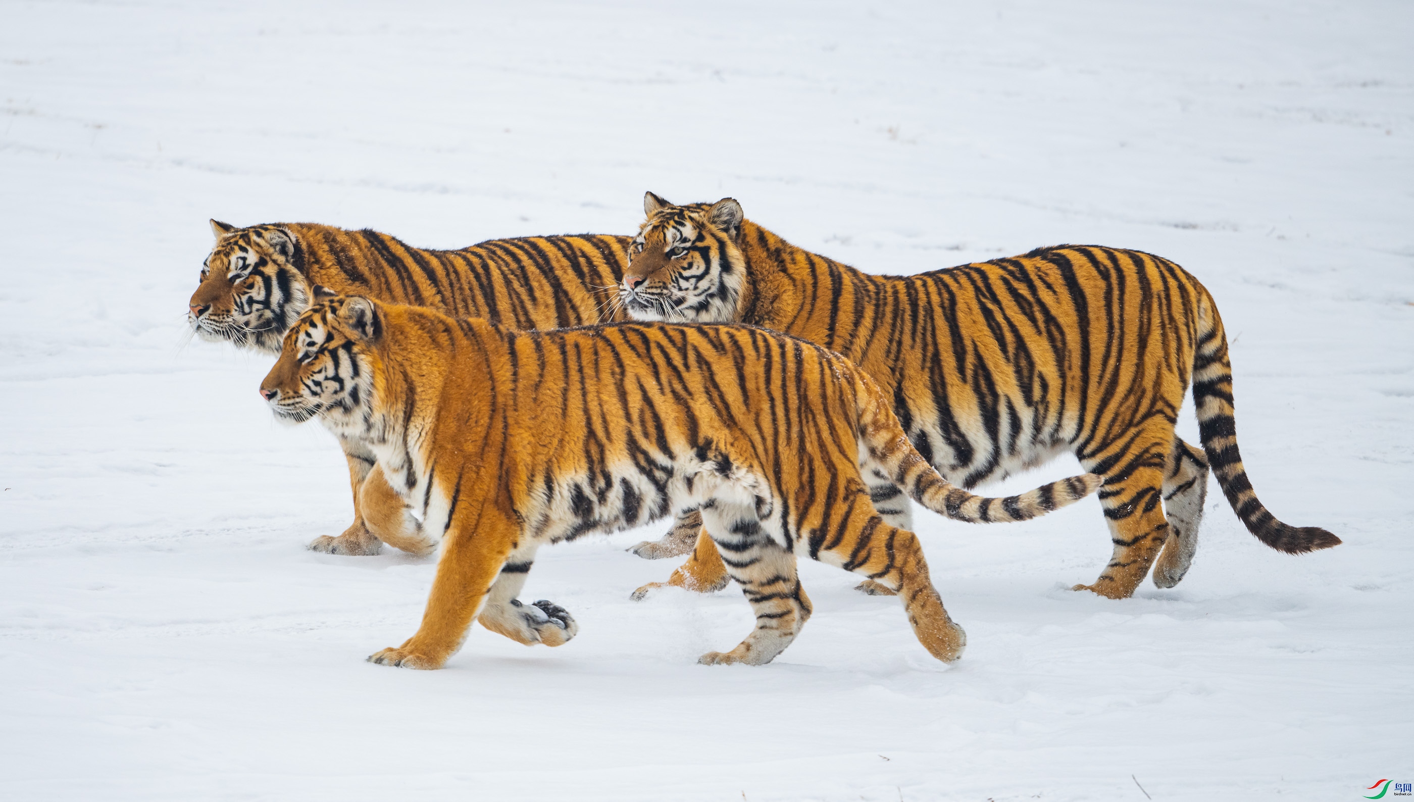 ��ֻ������