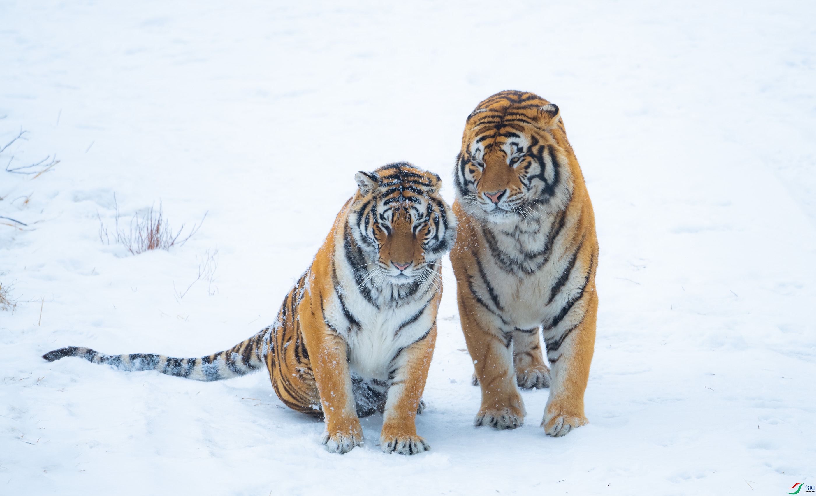 ���۶�����