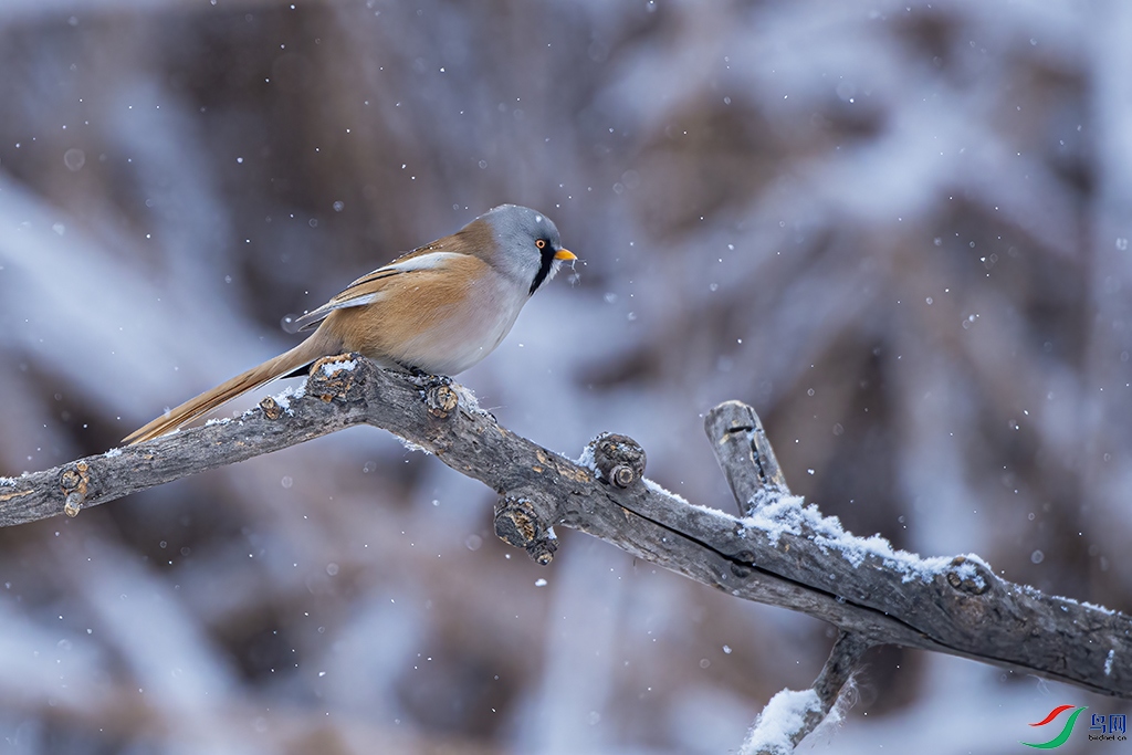 _DSC2295 - ����.jpg