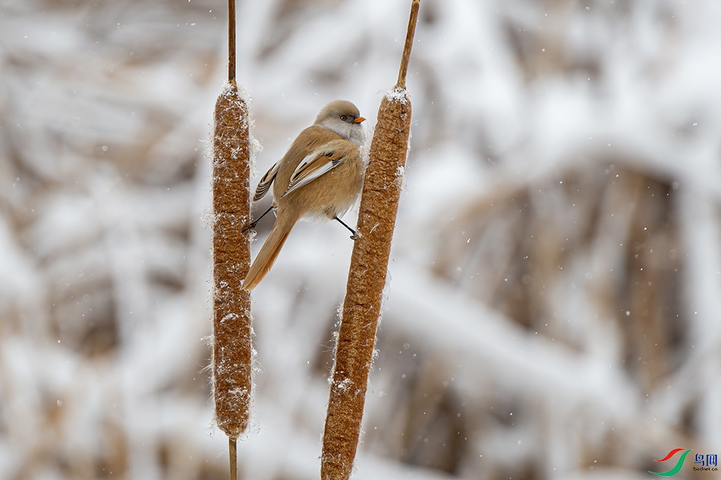 _DSC2398 - ����.jpg