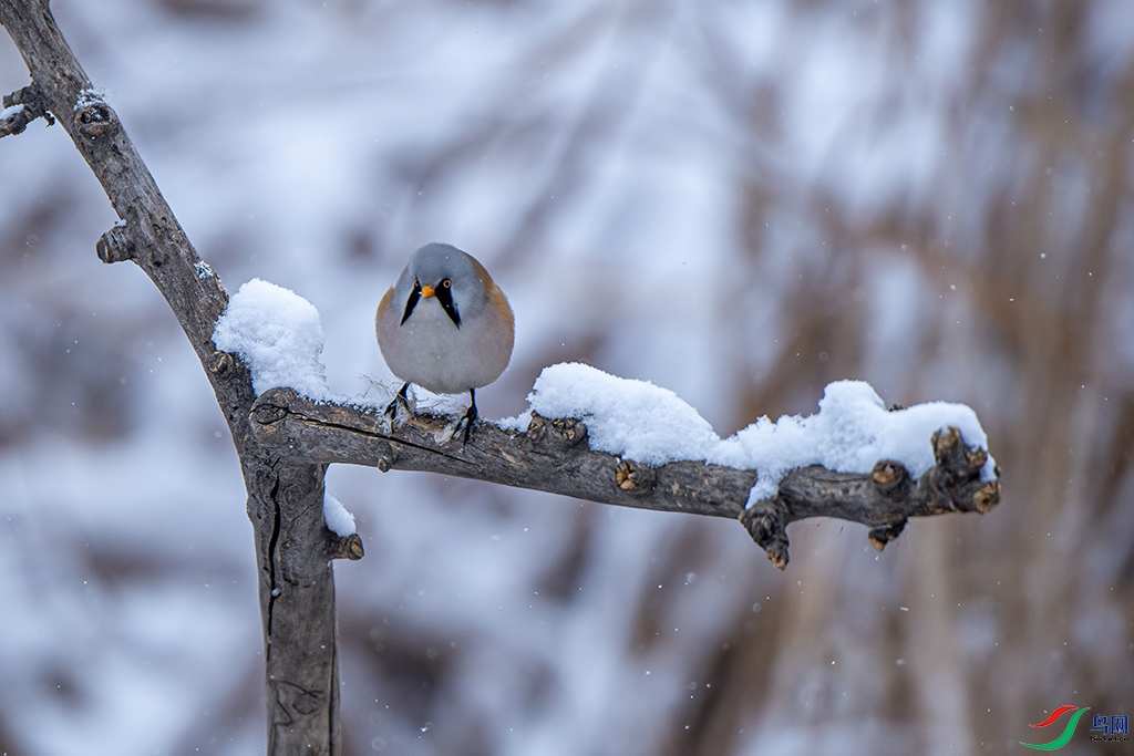 _DSC2314 - ����.jpg