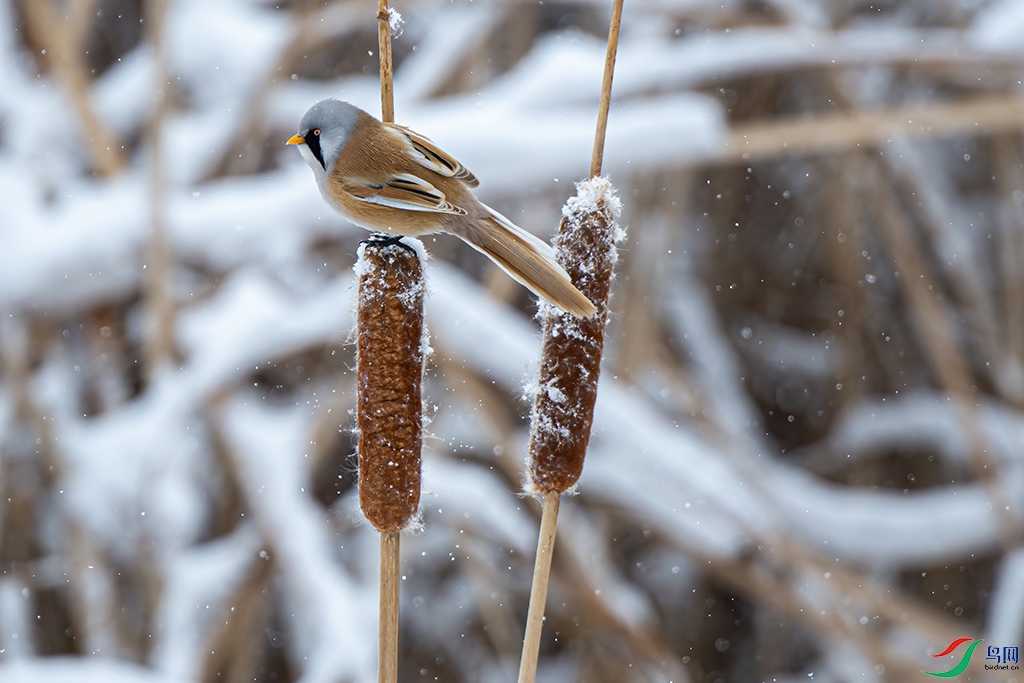 _DSC2337 - ����.jpg