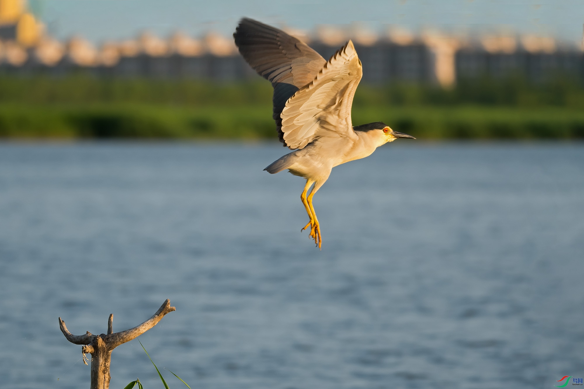 DSC_6727.jpg