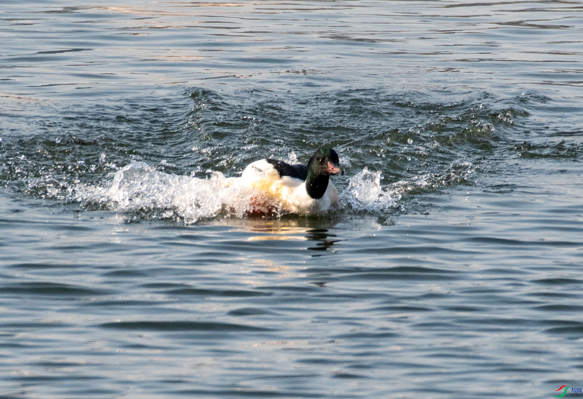 DSC_5931.jpg