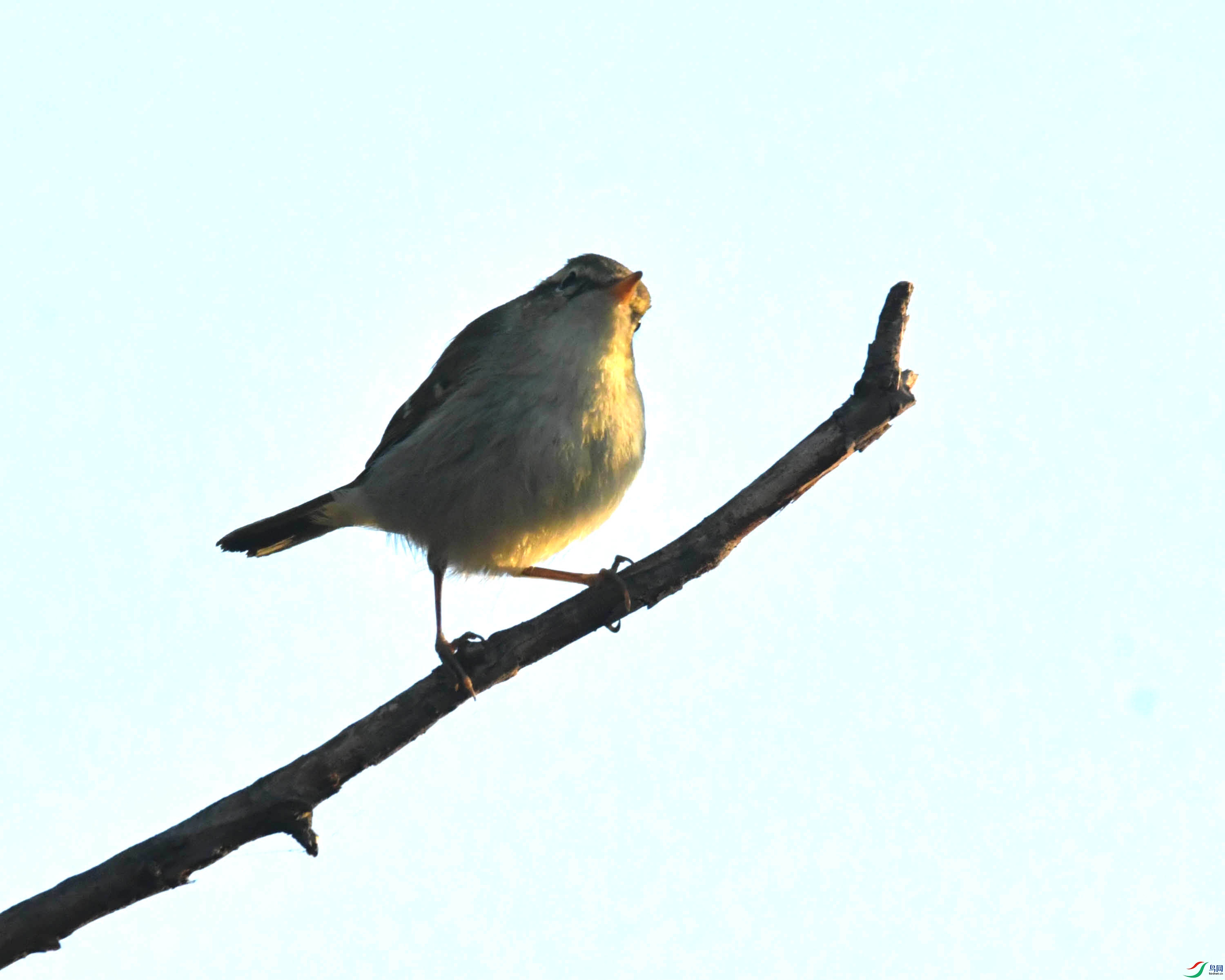 DSC_4427.JPG